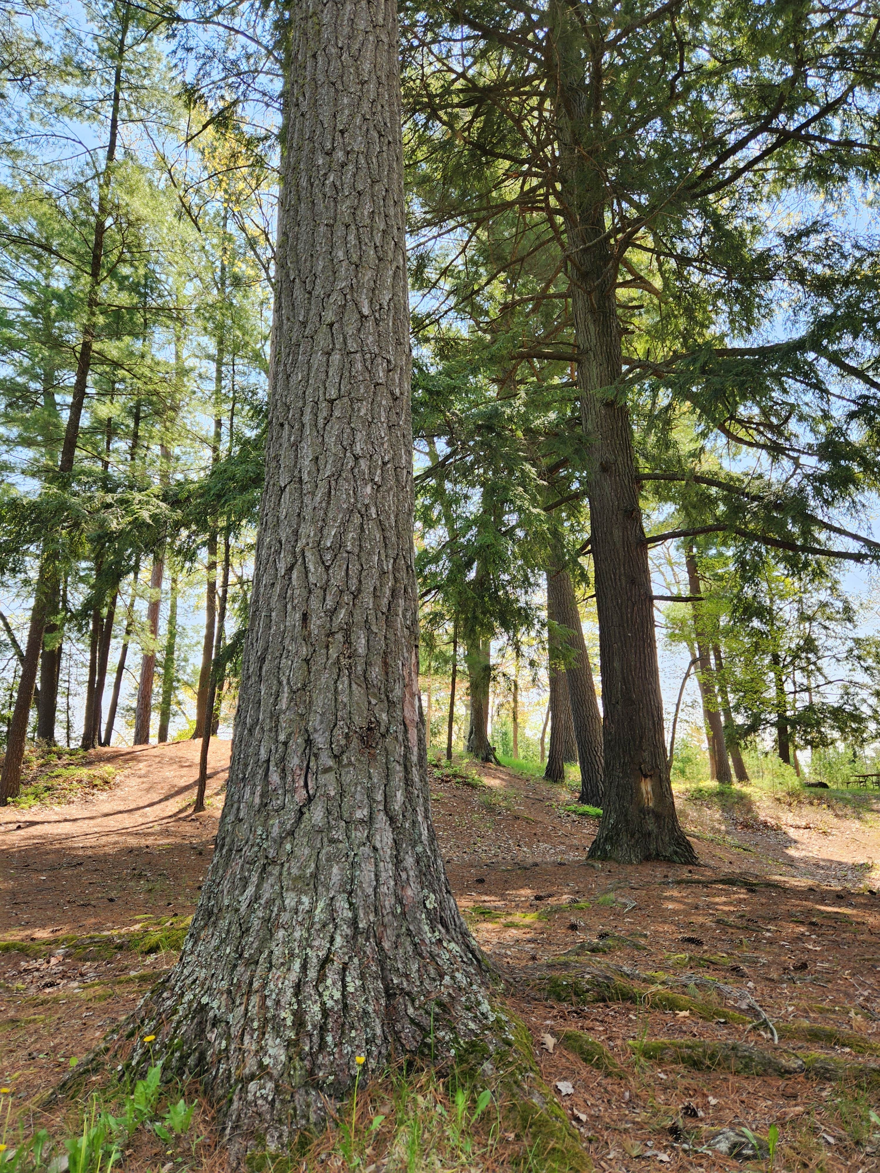Camper-submitted photo at Lake Margrethe State Forest Campground near Grayling, MI