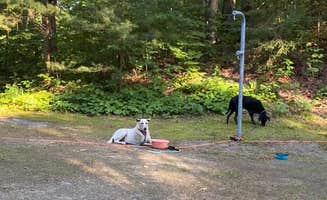 Kay K.'s photo of camping with pets at Lake Michigan At St. Ignace near Naubinway, MI