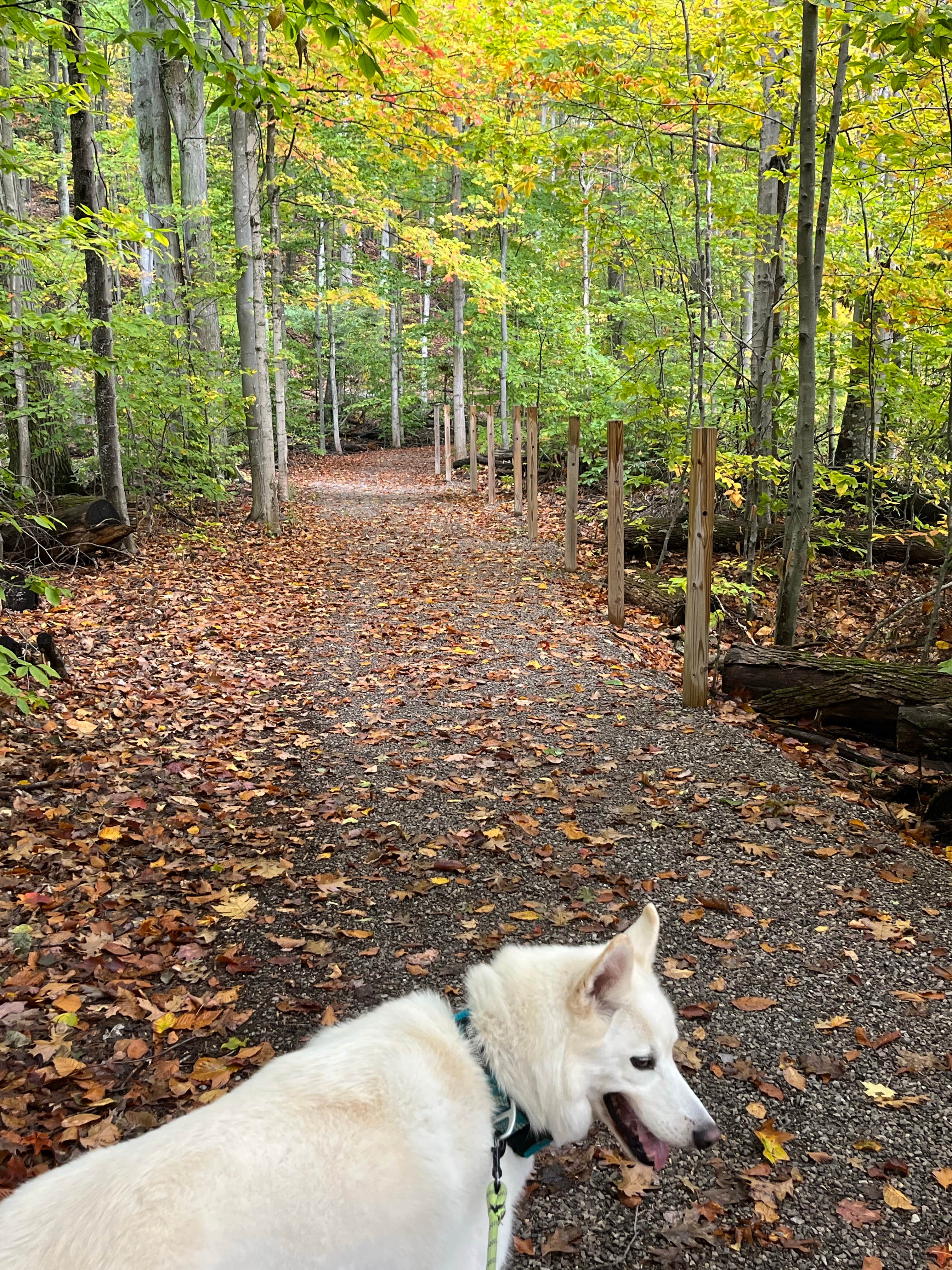 Kathie M.'s photo of camping with pets at Leelanau State Park Campground near Kewadin, MI