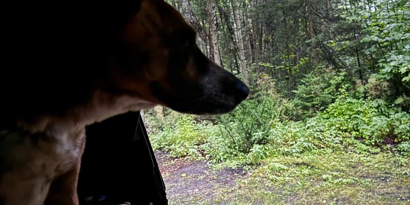 Camper submitted image from Little Brevort Lake North State Forest Campground