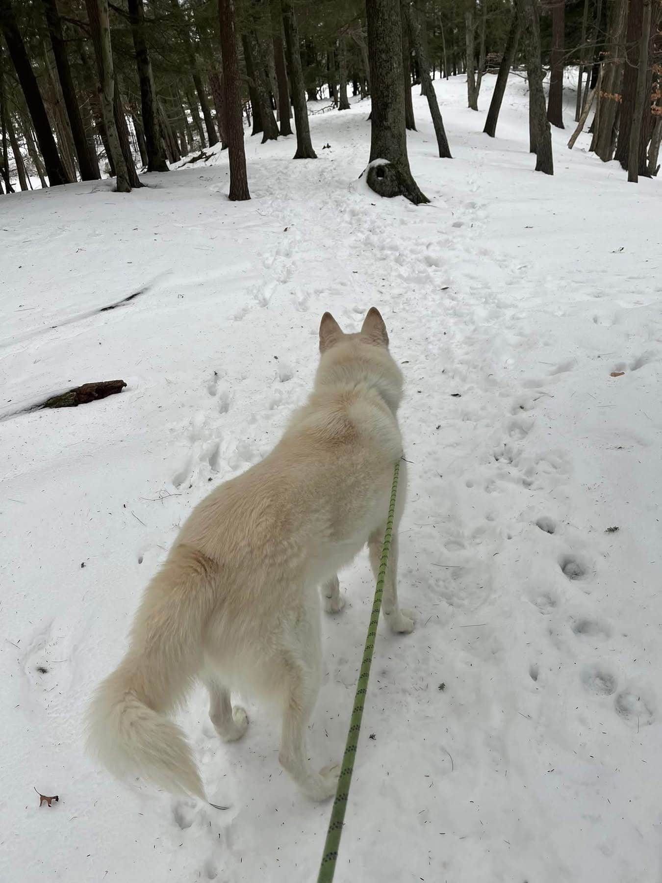Kathie M.'s photo of camping with pets at Cedar Campground — Ludington State Park near Mears, MI