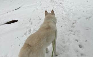 Kathie M.'s photo of camping with pets at Cedar Campground — Ludington State Park near Free Soil, MI