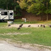 Review photo of Pines Campground — Ludington State Park by Julia A., October 10, 2024