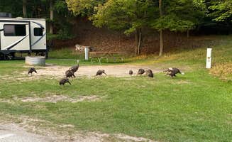 Julia A.'s photo of camping with pets at Pines Campground — Ludington State Park near Free Soil, MI