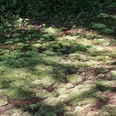Review photo of Ontonagon Township Park Campground by Andy M., August 24, 2026