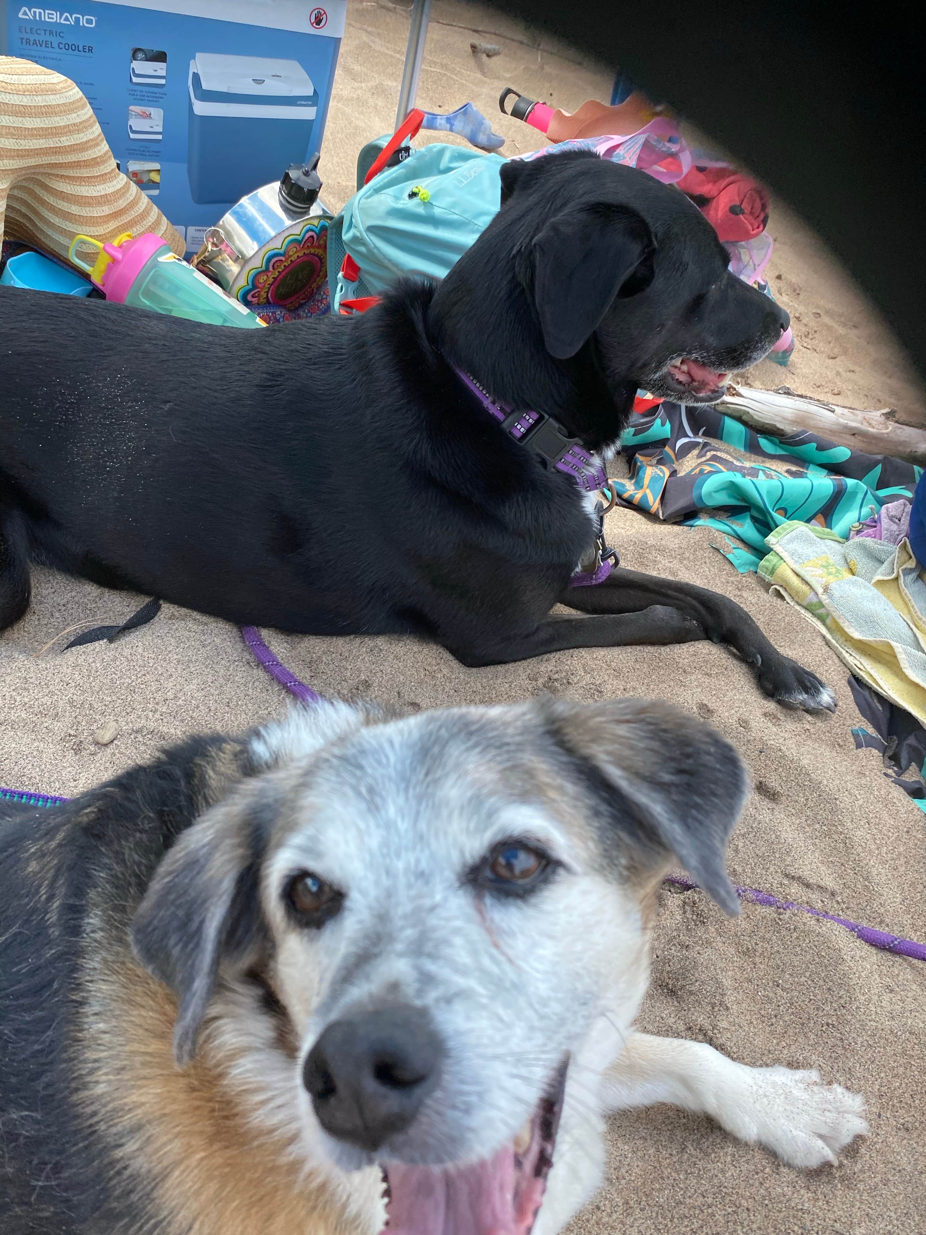 Kay K.'s photo of camping with pets at Ontonagon Township Park Campground near Houghton, MI