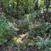 Review photo of Orchard Beach State Park Campground by Kristy W., August 19, 2026