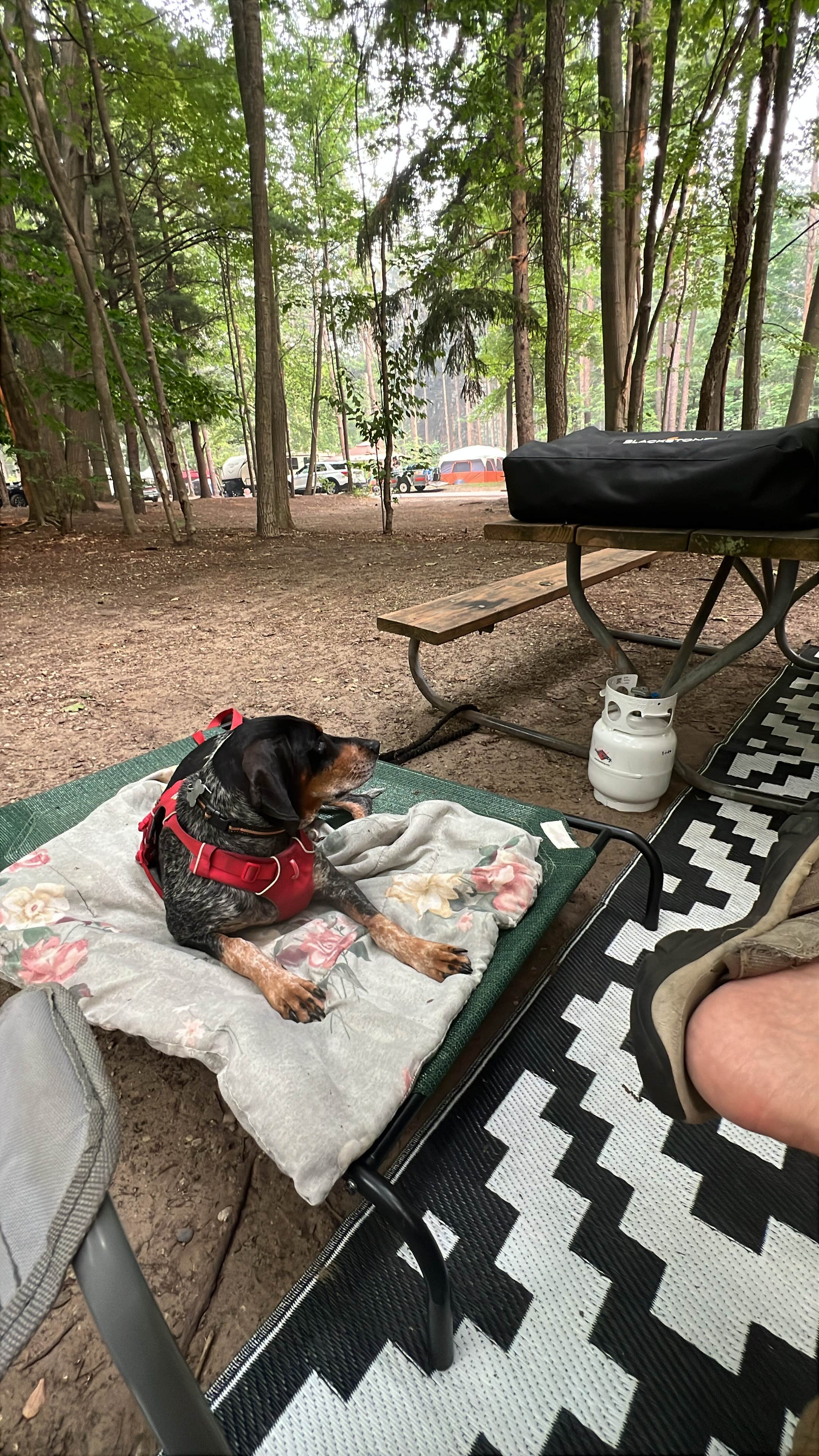 Gerard E.'s photo of camping with pets at Hoffmaster State Park Campground near Macatawa, MI