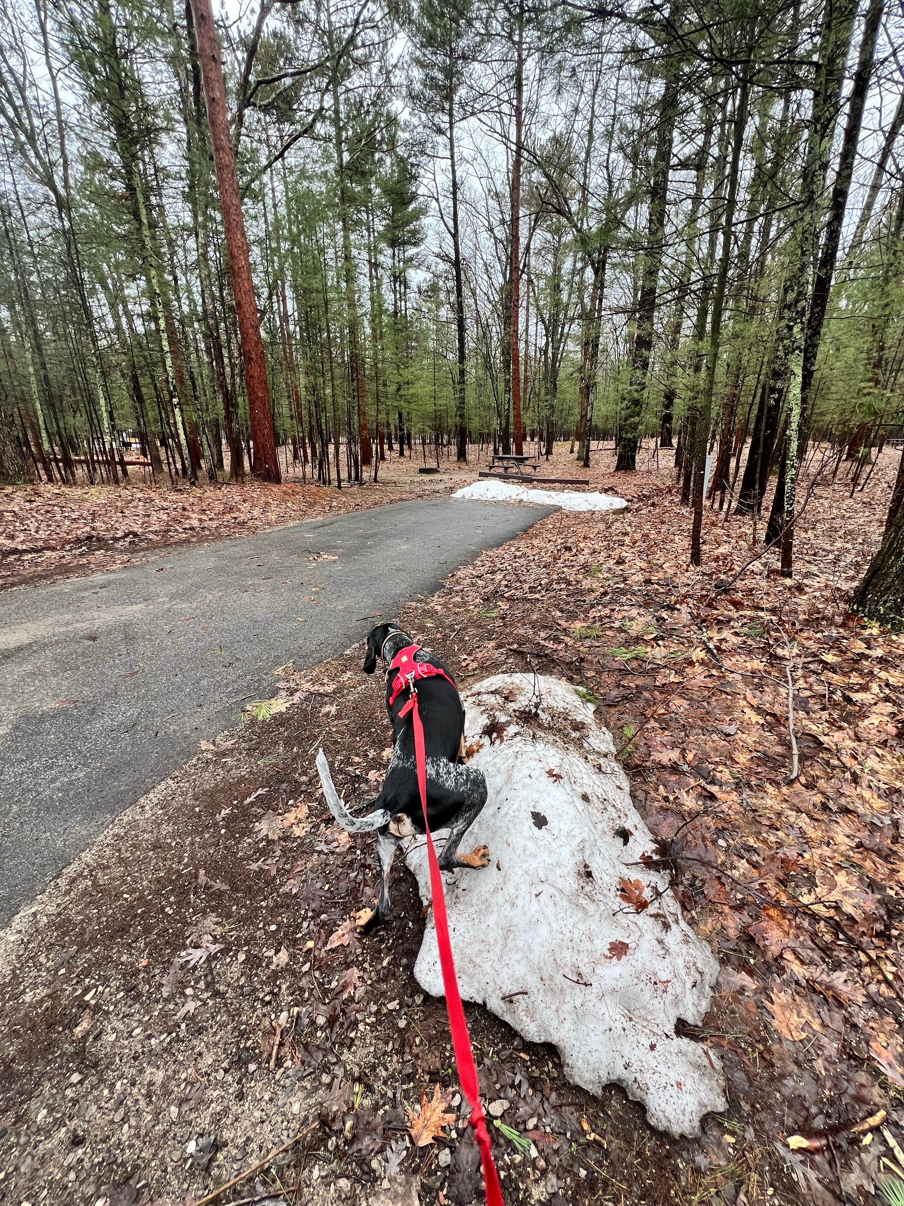 Gerard E.'s photo of camping with pets at Platte River Campground — Sleeping Bear Dunes National Lakeshore near Empire, MI