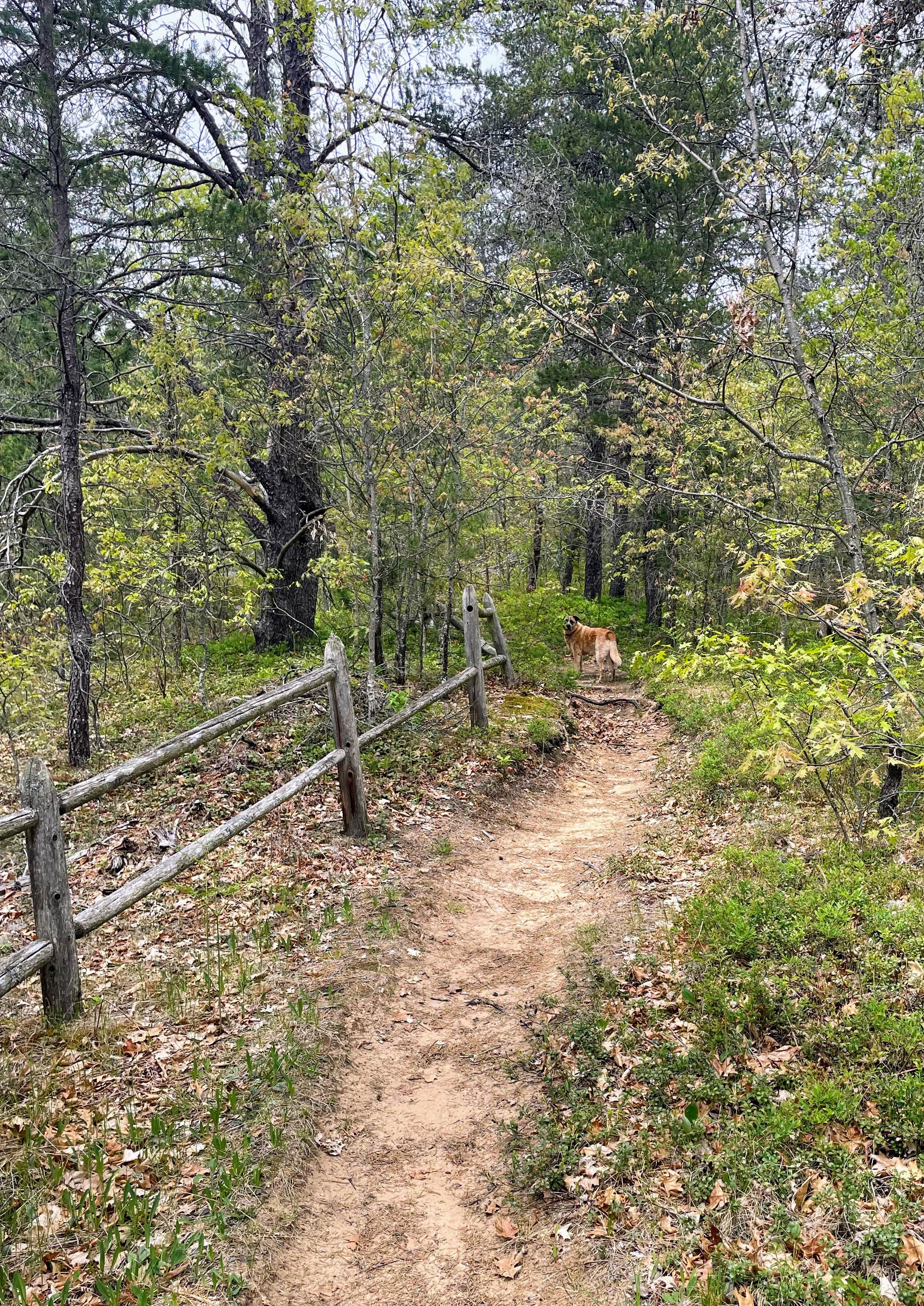 Camper-submitted photo at Shoepac Lake State Forest Campground near Mackinac Island, MI