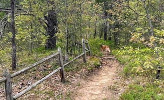 Nicole V.'s photo of camping with pets at Shoepac Lake State Forest Campground near Rogers City, MI