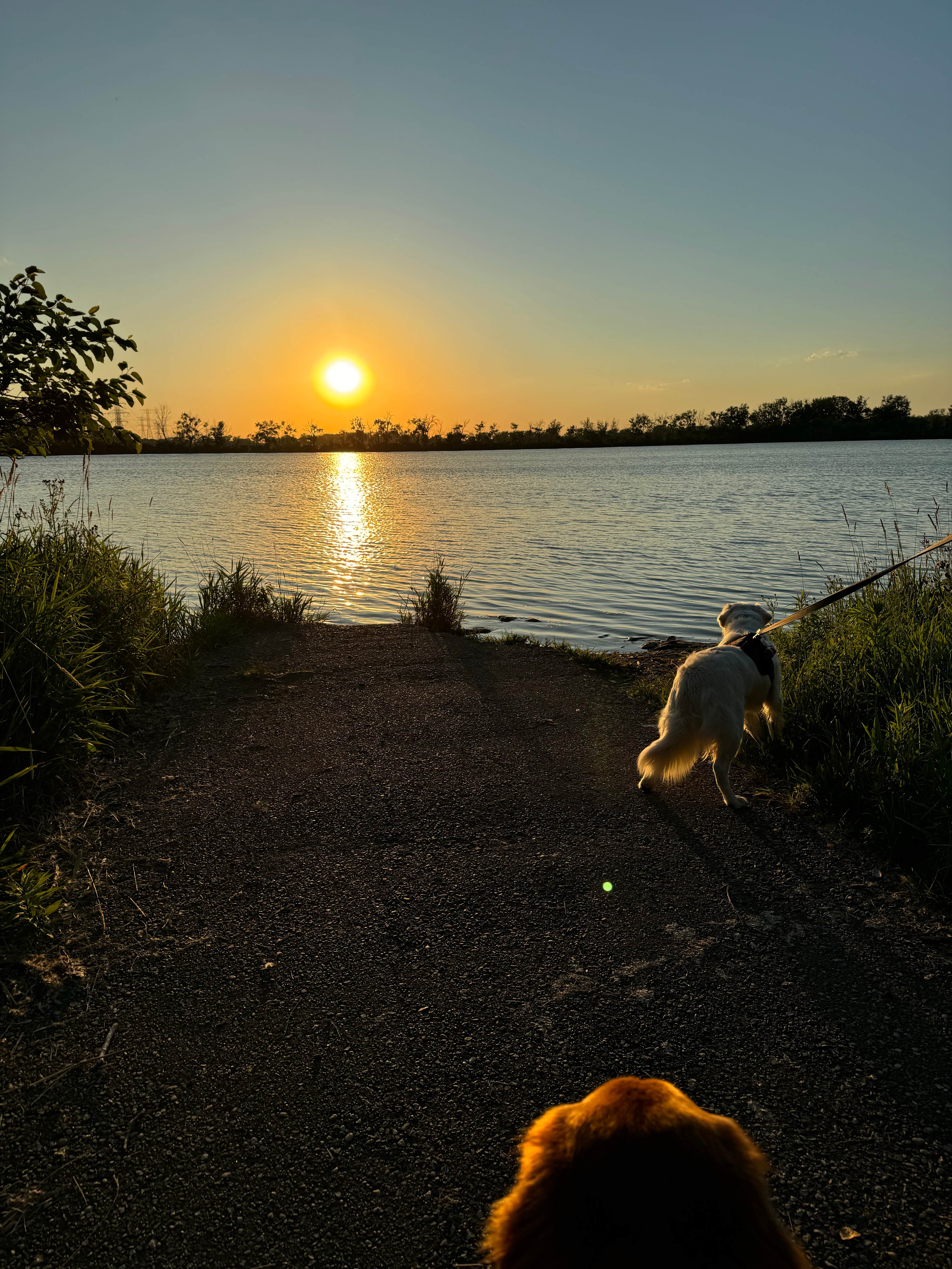 Kelsey S.'s photo of camping with pets at Sterling State Park Campground near New Boston, MI