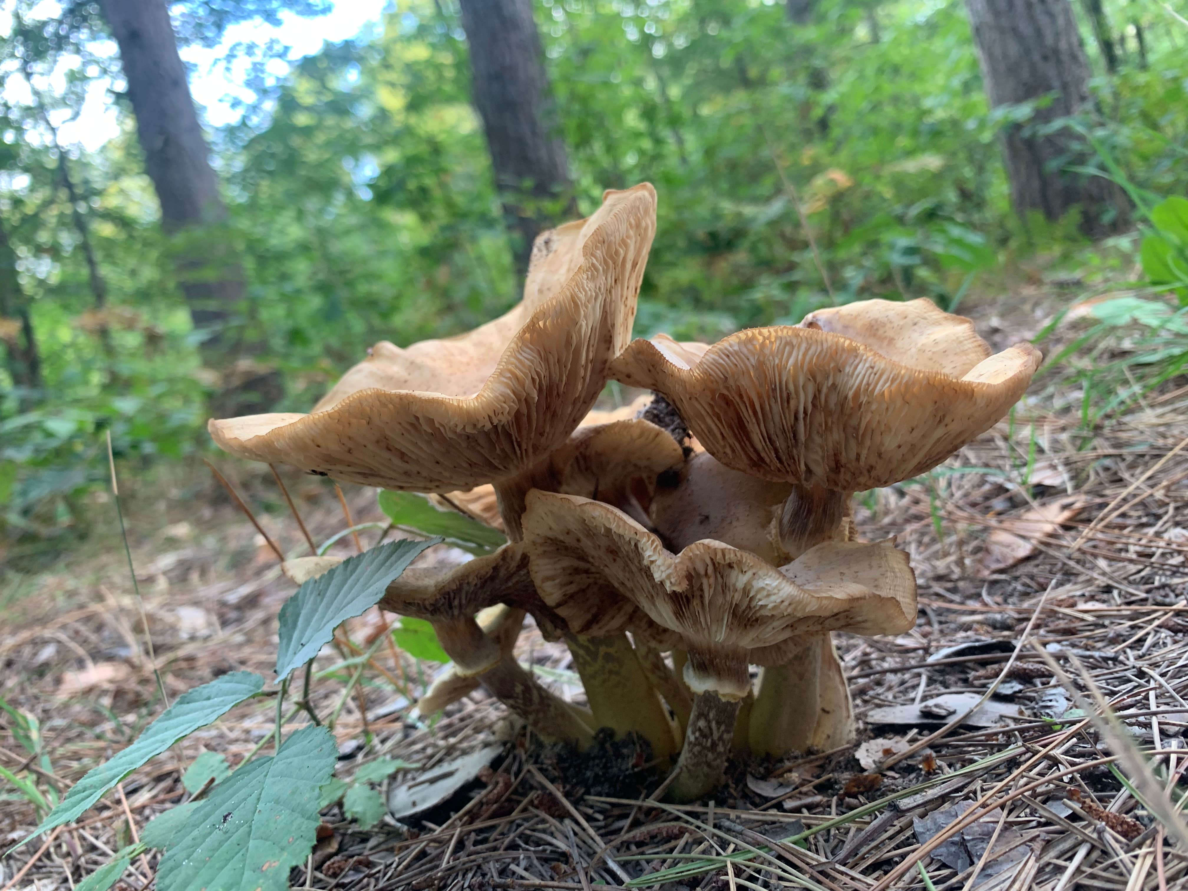 Camper-submitted photo at Sulak Campground near Custer, MI