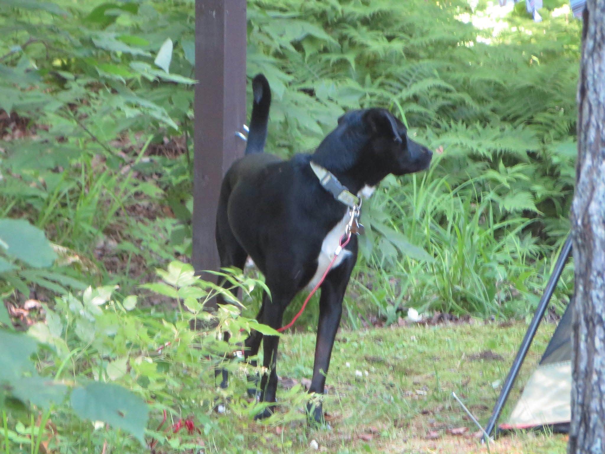 Kay K.'s photo of camping with pets at Sylvania (clark Lake) Campground near Arbor Vitae, WI