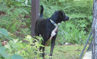 Kay K.'s photo of camping with pets at Sylvania (clark Lake) Campground near Covington, MI