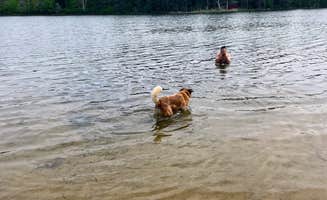Nicole V.'s photo of camping with pets at Tomahawk Lake State Forest Campground near Rogers City, MI