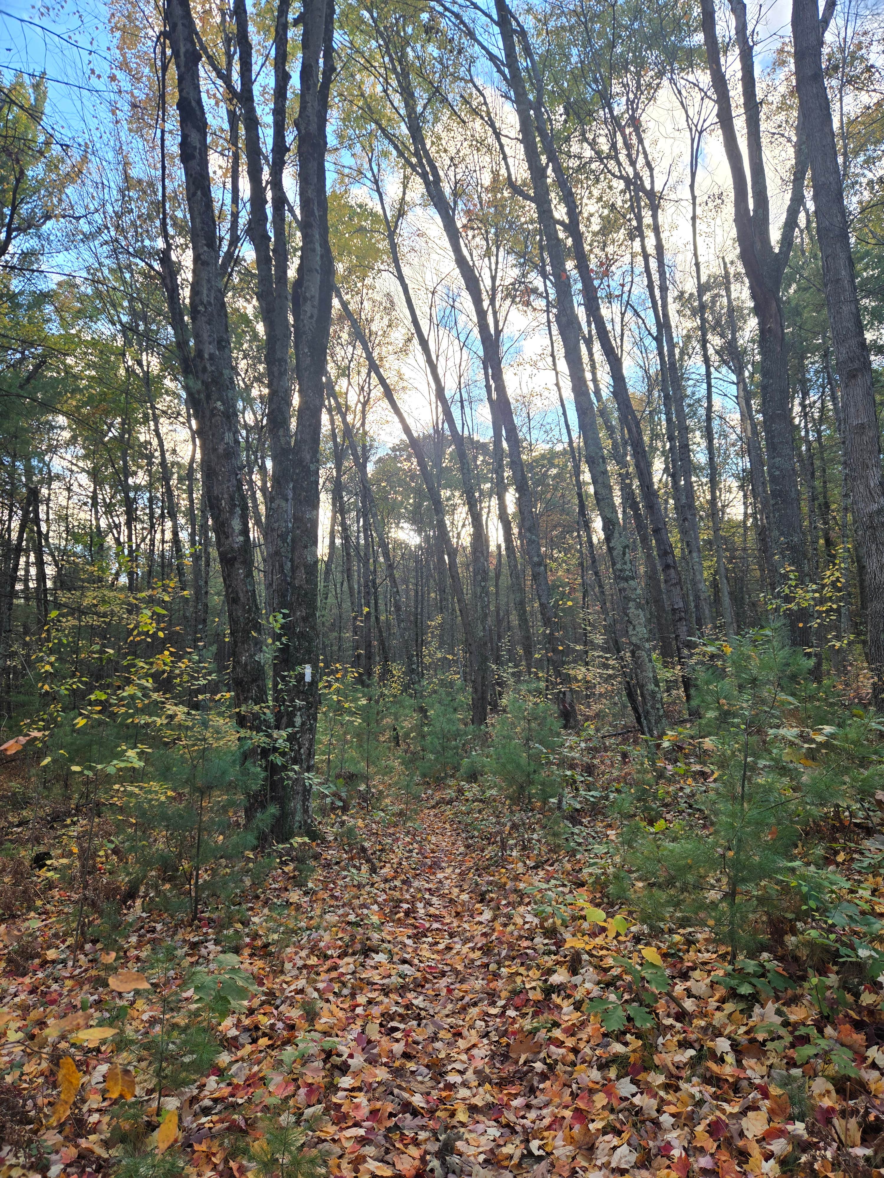 Camper-submitted photo at Twinwood Lake Campground near White Cloud, MI