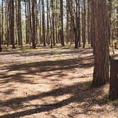 Review photo of Upper Manistee River by Lydia T., May 21, 2024