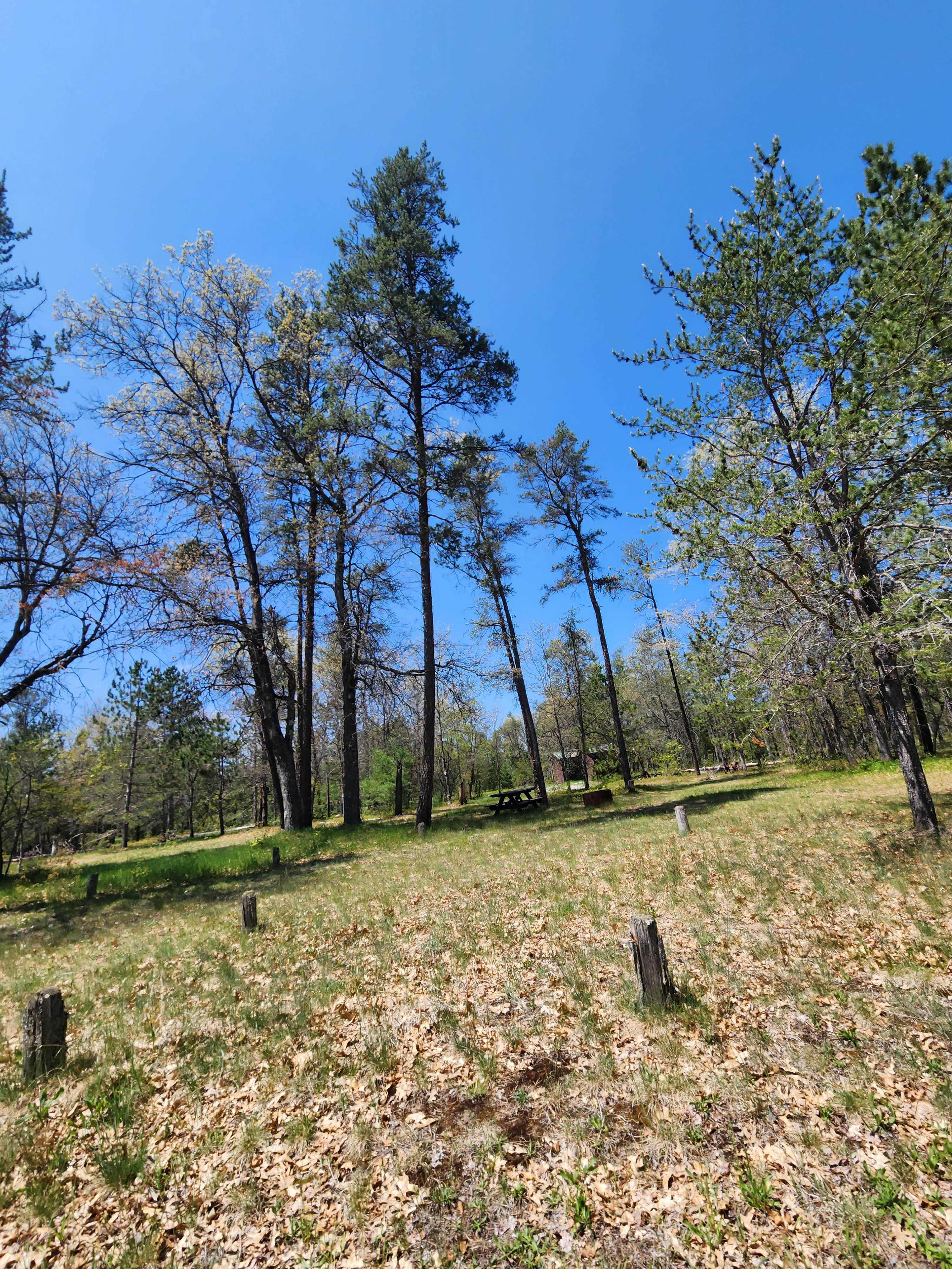 Camper-submitted photo at Upper Manistee River near Rapid River, MI