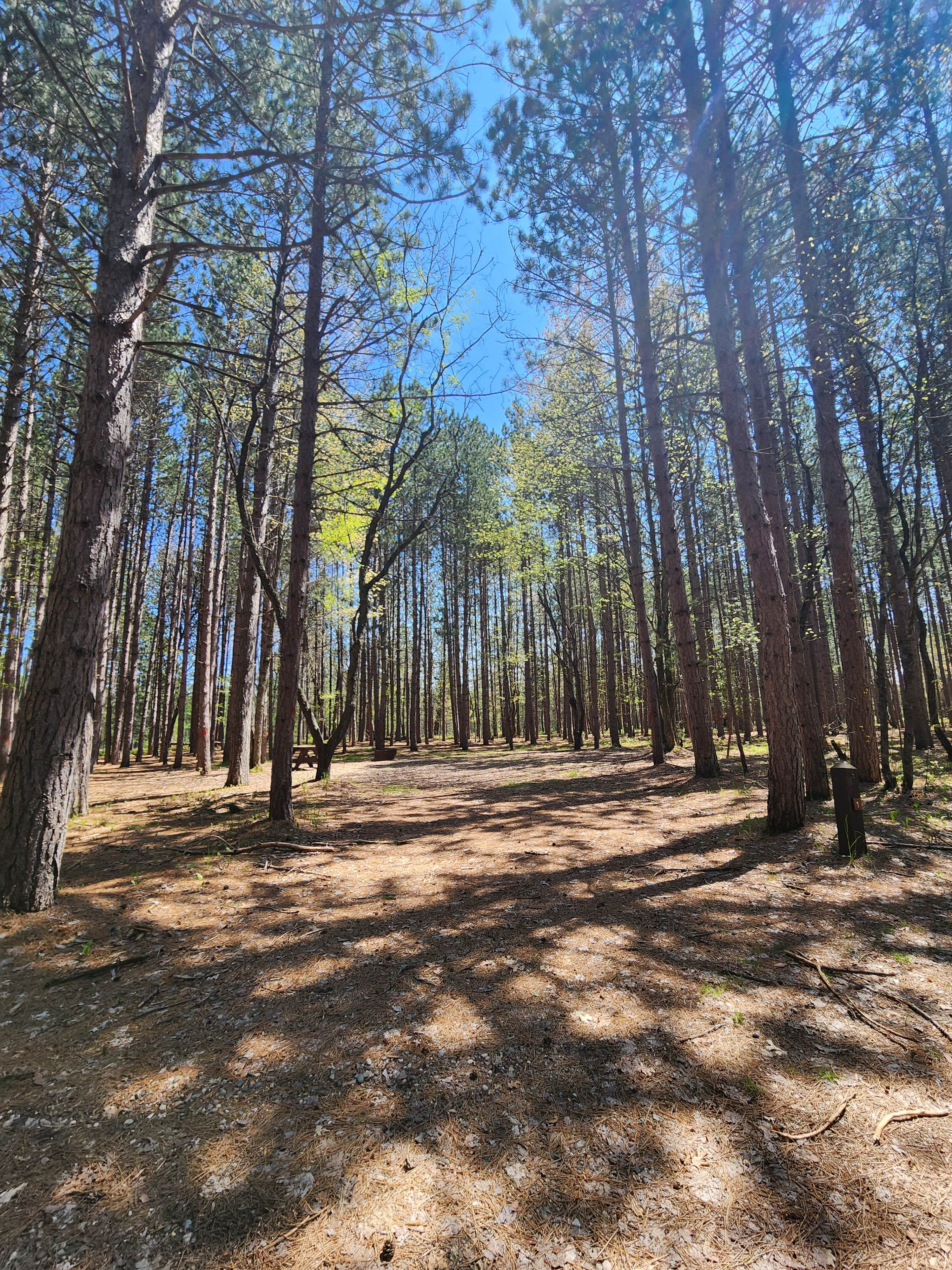 Camper-submitted photo at Upper Manistee River near Rapid River, MI