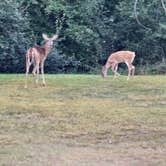 Review photo of Wolverine Campground by fred Y., September 20, 2024