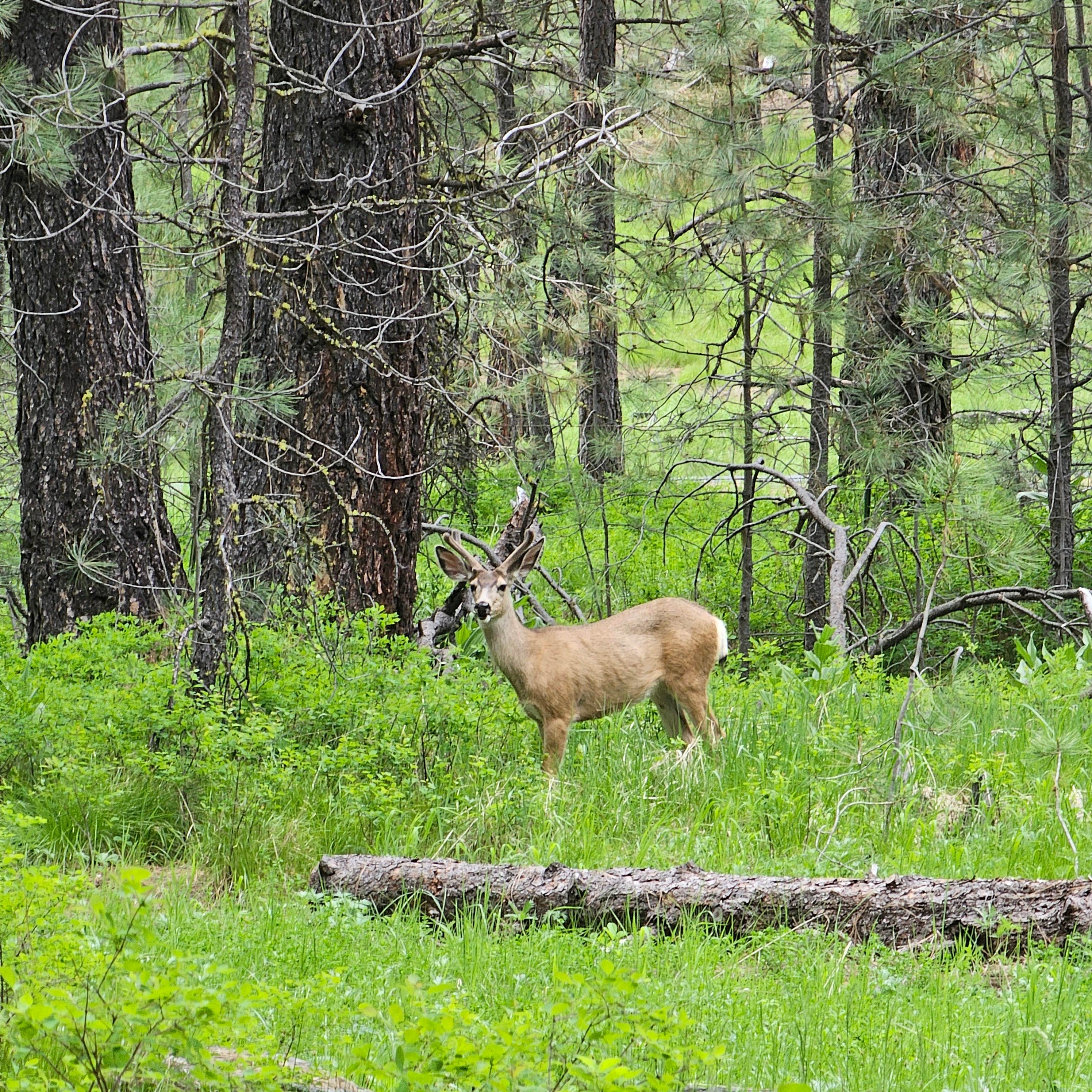 Camper-submitted photo at Middle Fork Campground near Unity, OR