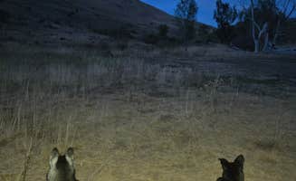 Janelle K.'s photo of camping with pets at Middle Fork Conservation Area near Hooper, UT