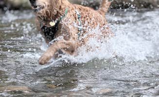 Jensen S.'s photo of camping with pets at Middle Fork Elk River Camp near Encampment, WY