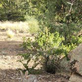 Review photo of Midland Bike Trail Dispersed by Matthew  S., June 1, 2025