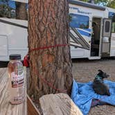 Review photo of Midtown Mountain Campground & RV Park by David B., October 4, 2026