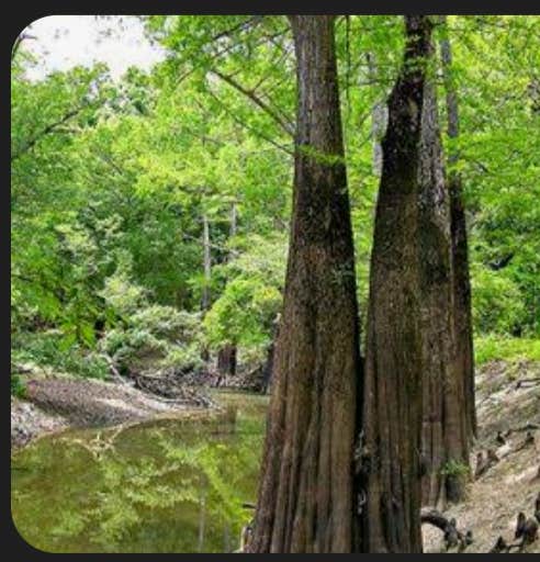 Camper-submitted photo at Mike Freeze Wattensaw  WMA near Holly Grove, AR