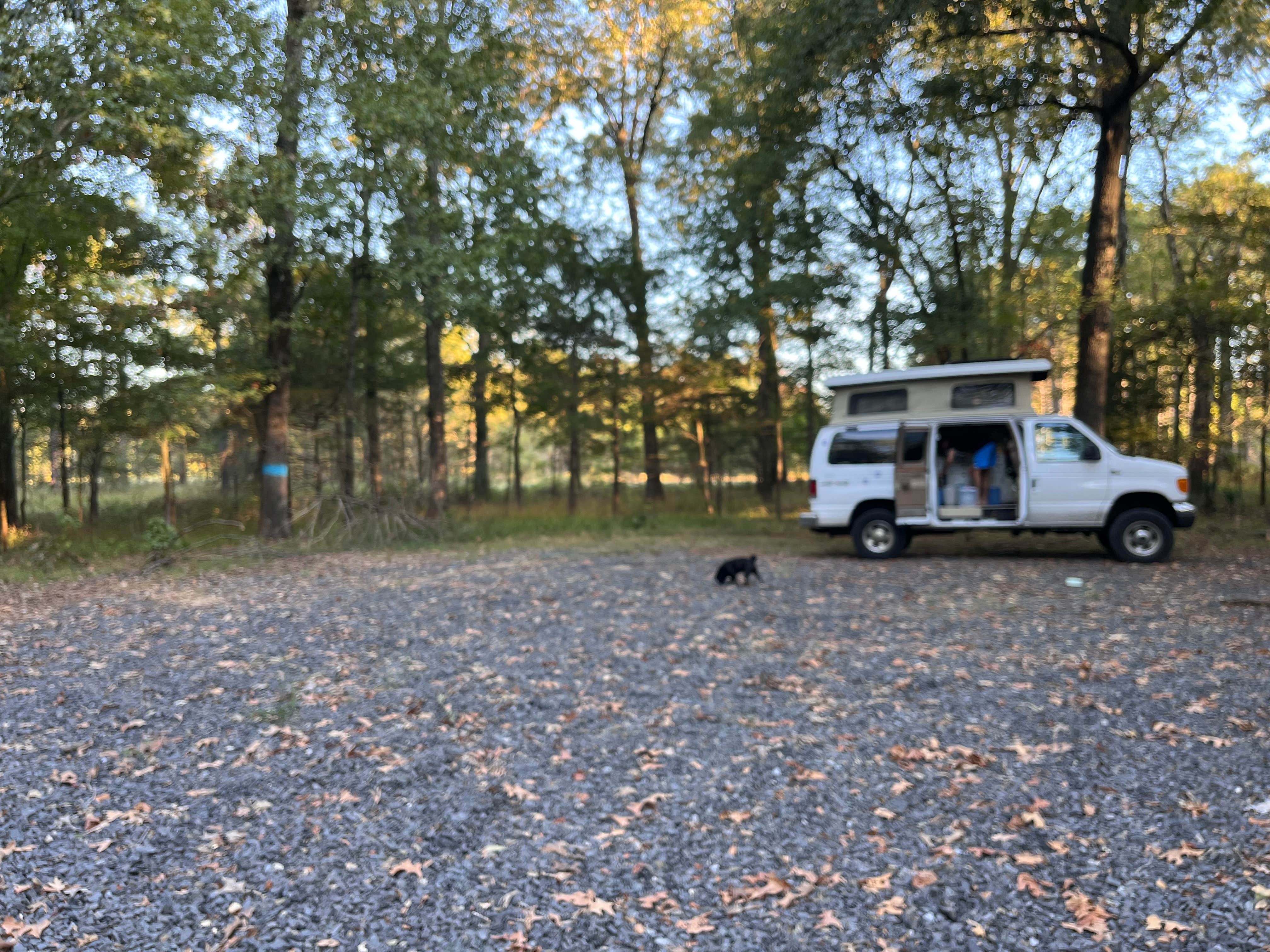 Jennifer H.'s photo of rv camping at Mike Freeze Wattensaw  WMA near Ethel, AR