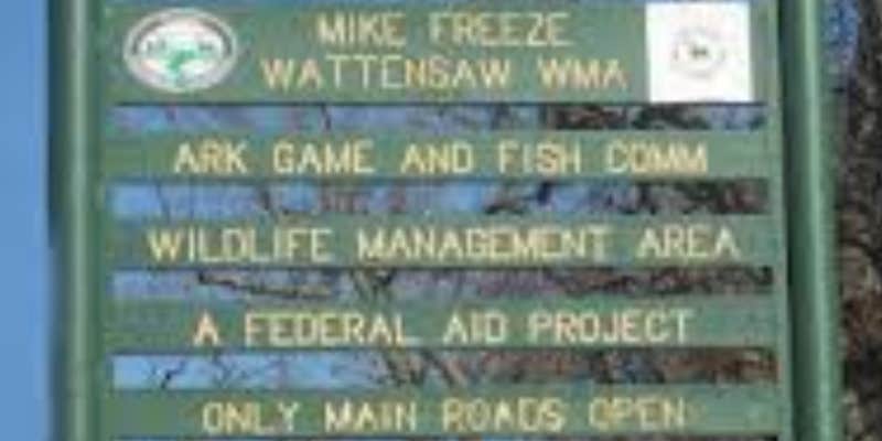 Camper submitted image from Mike Freeze Wattensaw WMA