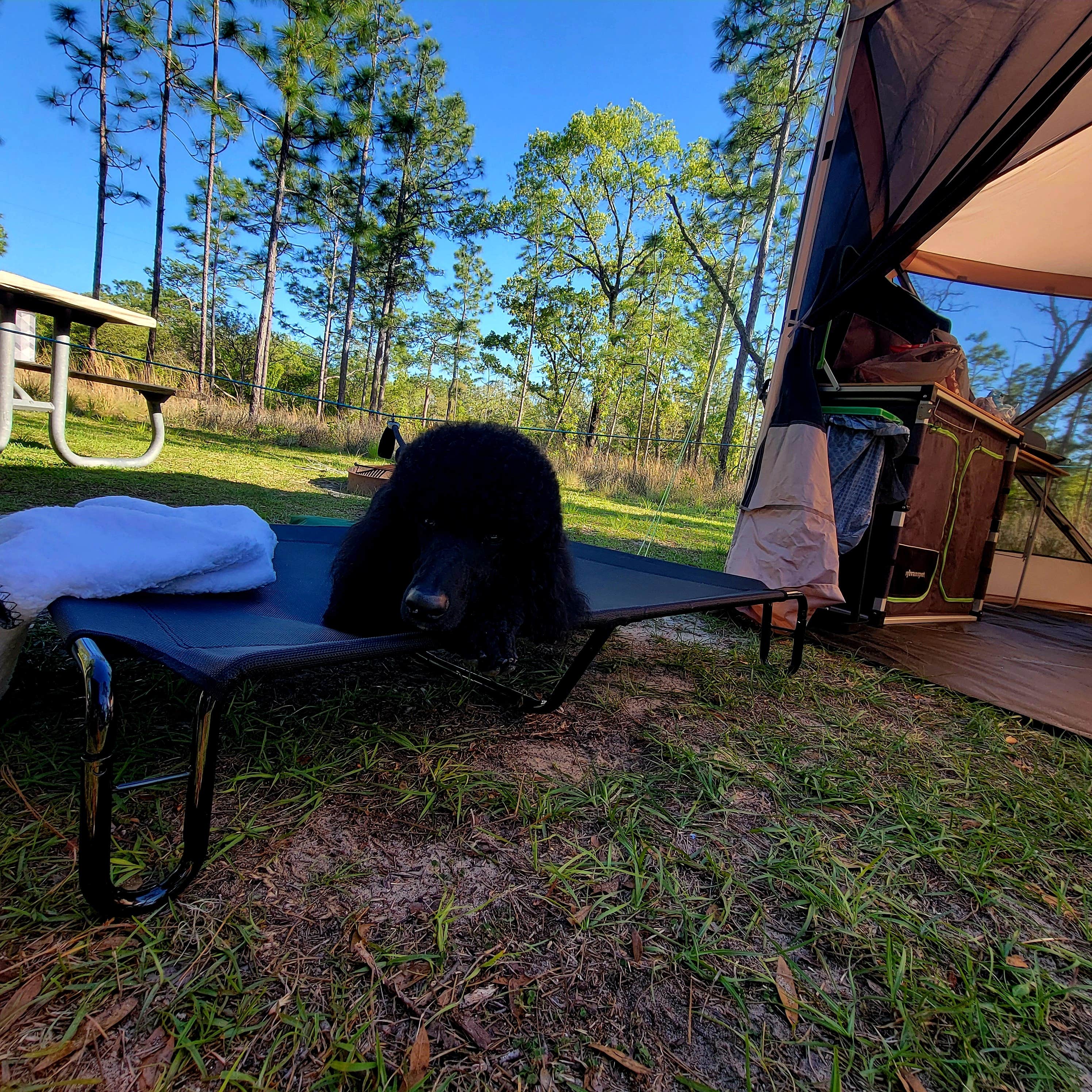 Ali P.'s photo at Mike Roess Gold Head Branch State Park Campground & Cabins near Fleming Island, FL