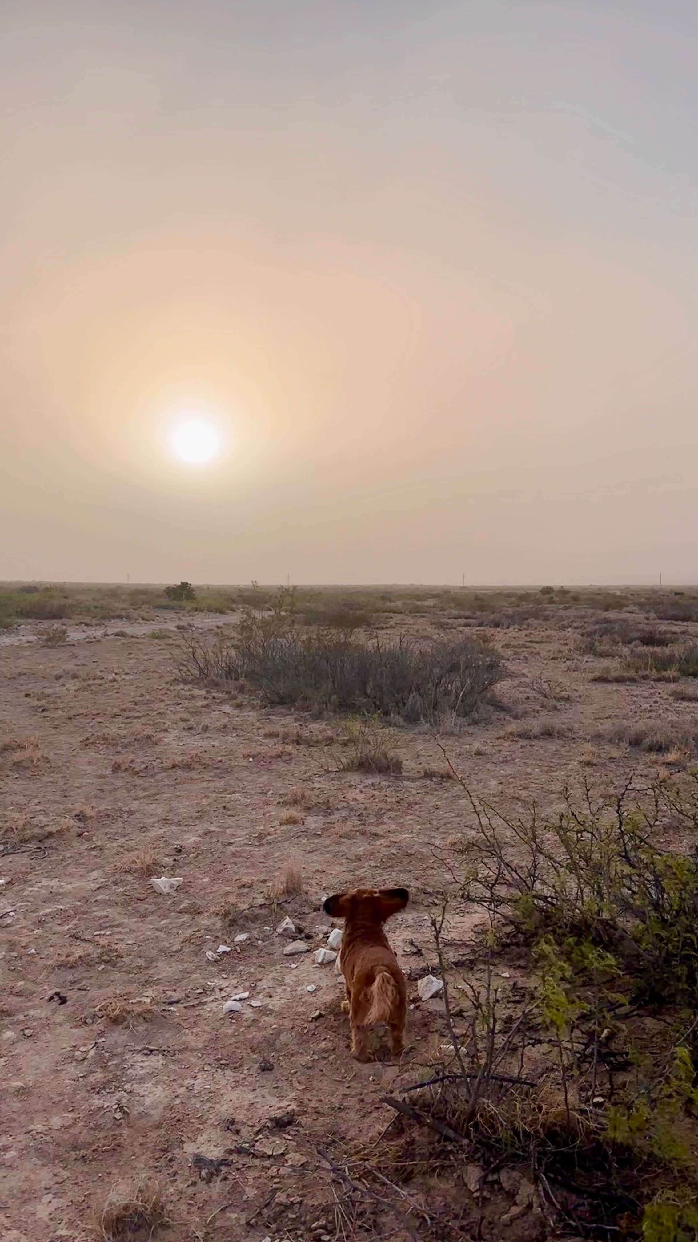 Cari E.'s photo of camping with pets at Mile 10 - Dispersed Camping near Guadalupe Mountains National Park