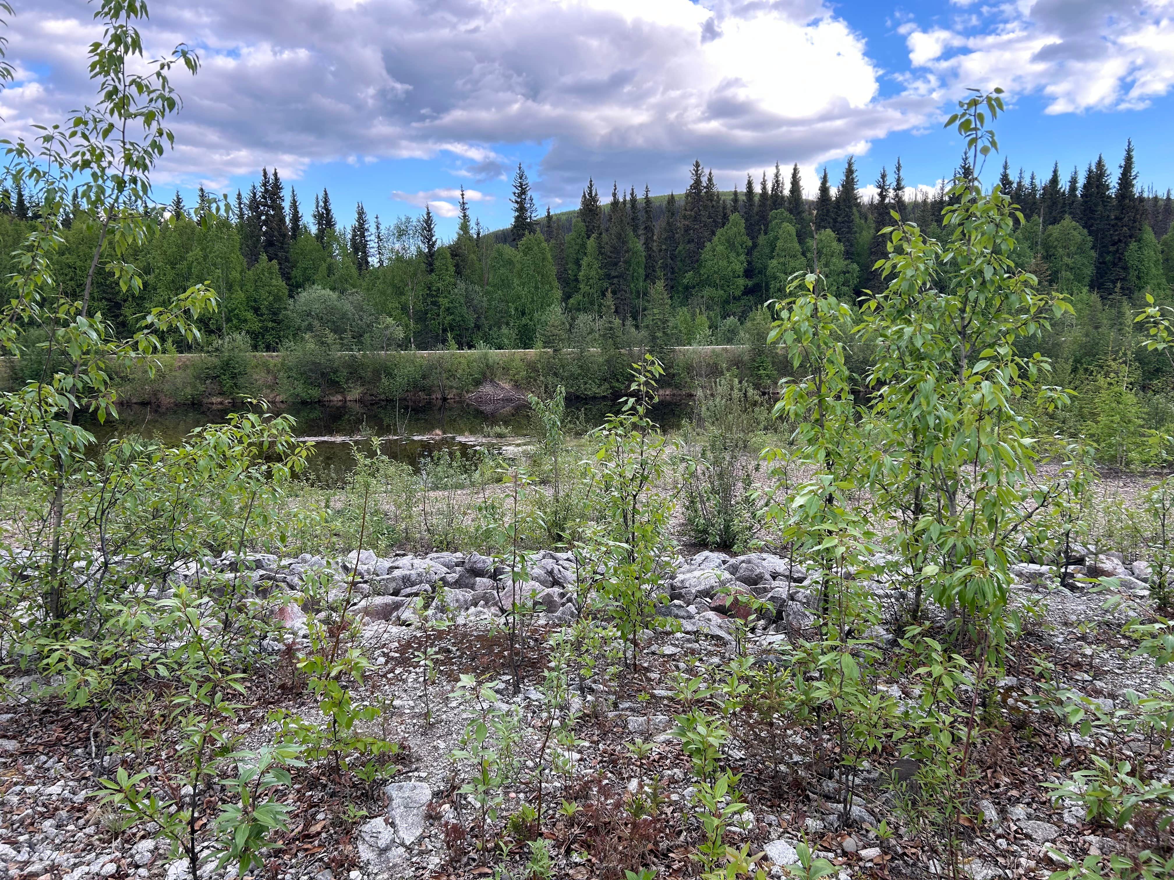 Mile 38.1 Chena River Access