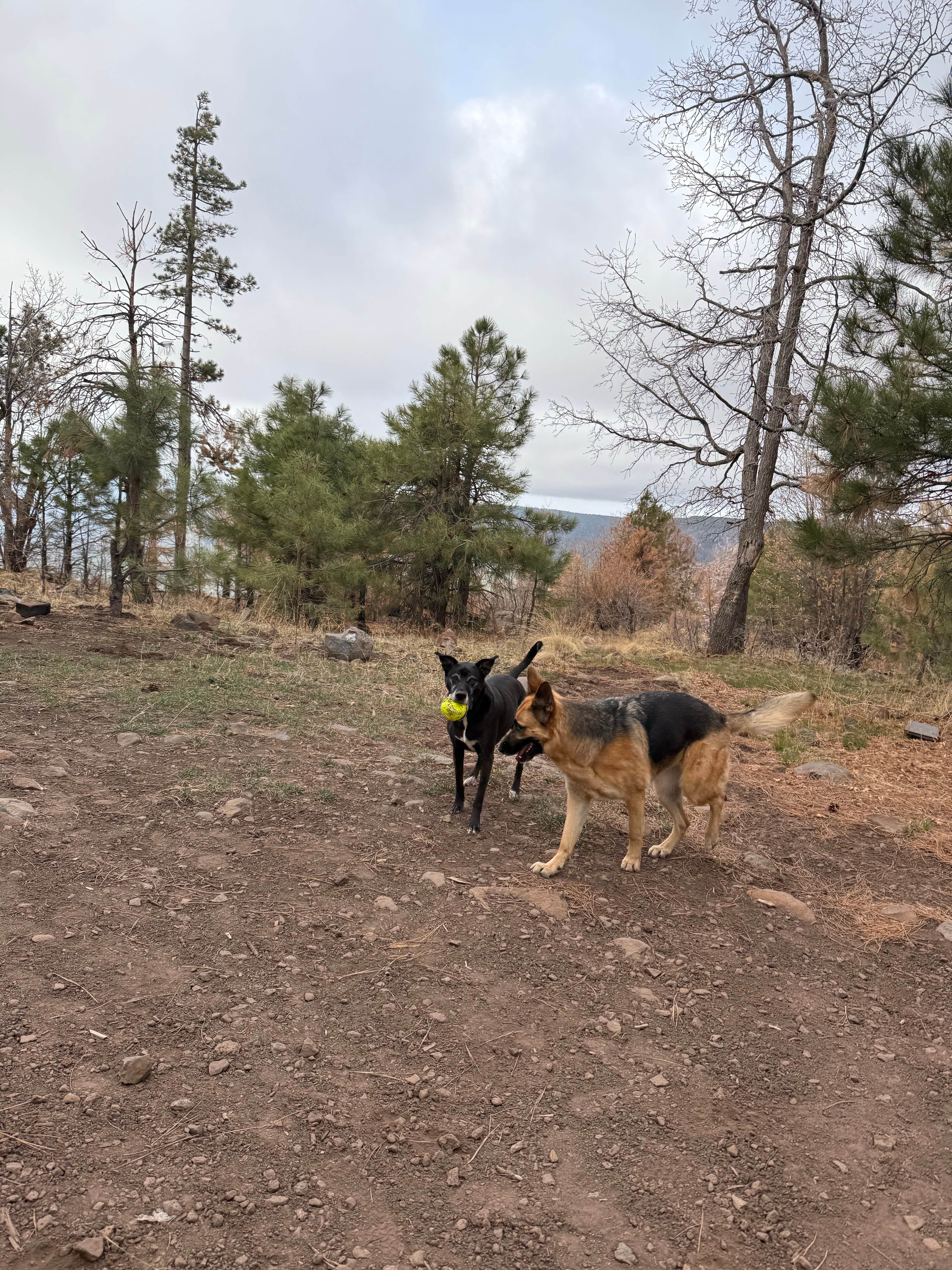 Jazmyn R.'s photo of camping with pets at Milk Ranch Point Road near Strawberry, AZ