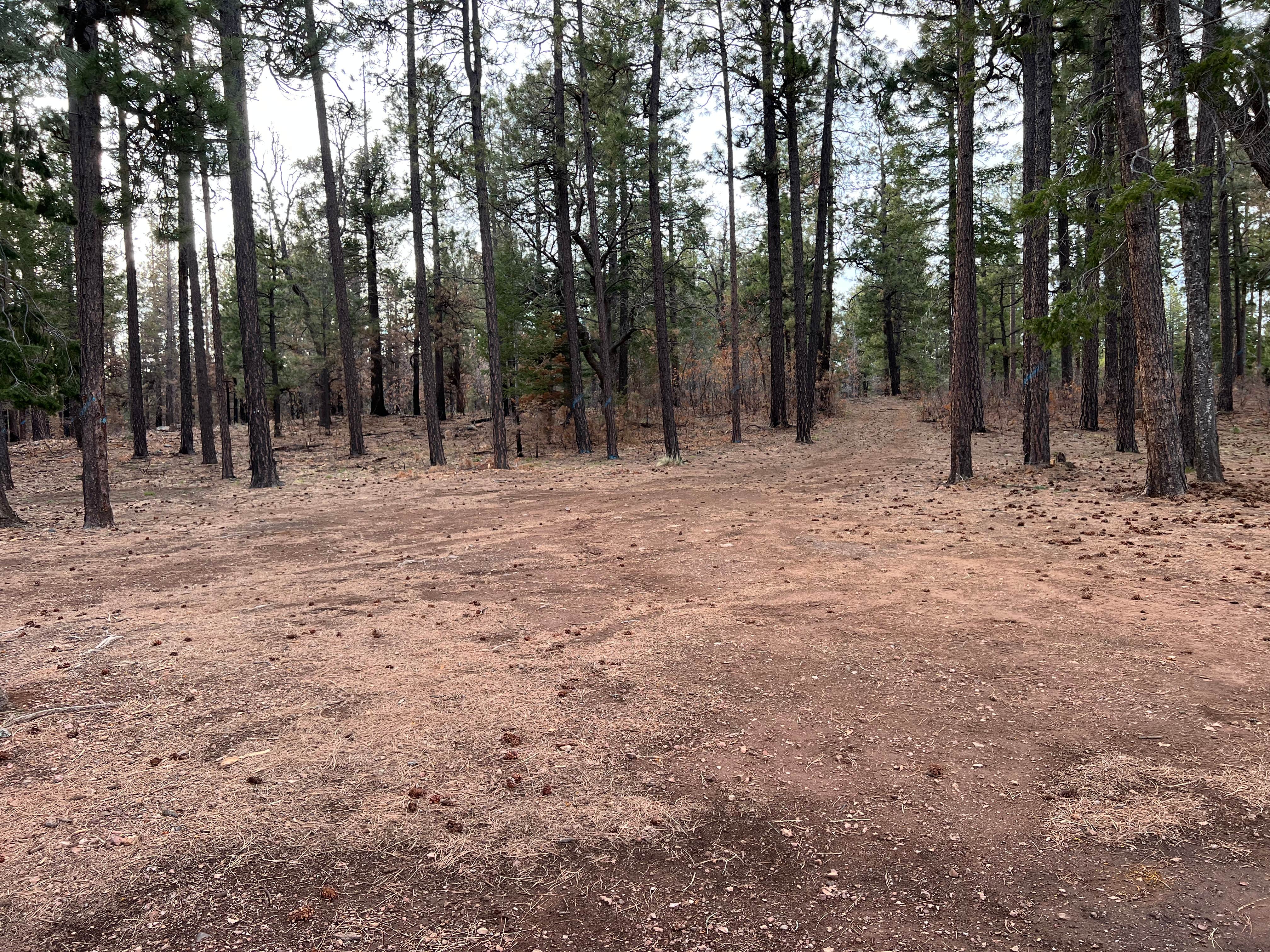 Camper-submitted photo at Milk Ranch Point Road near Kohls Ranch, AZ