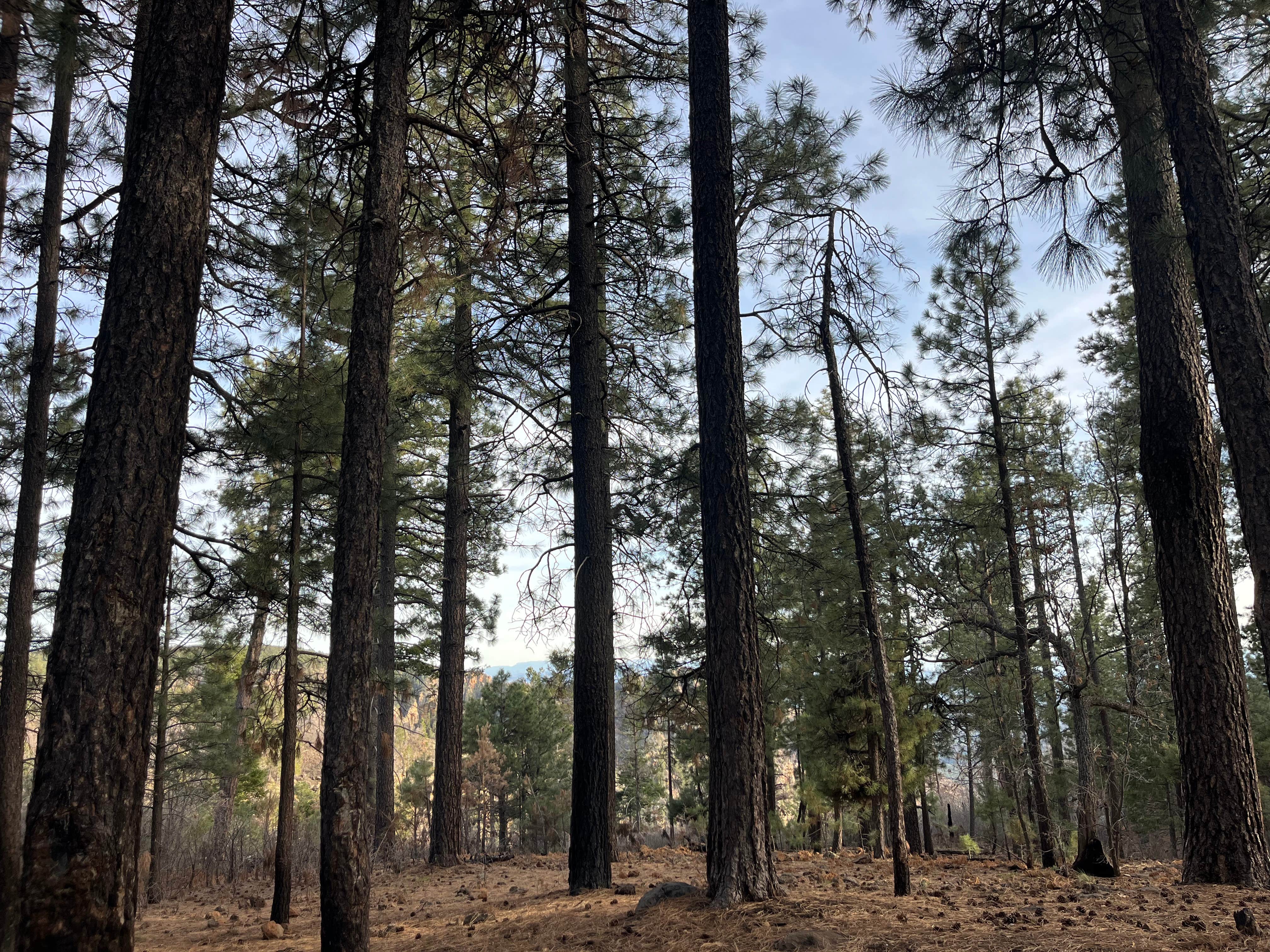 Camper-submitted photo at Milk Ranch Point Road near Strawberry, AZ