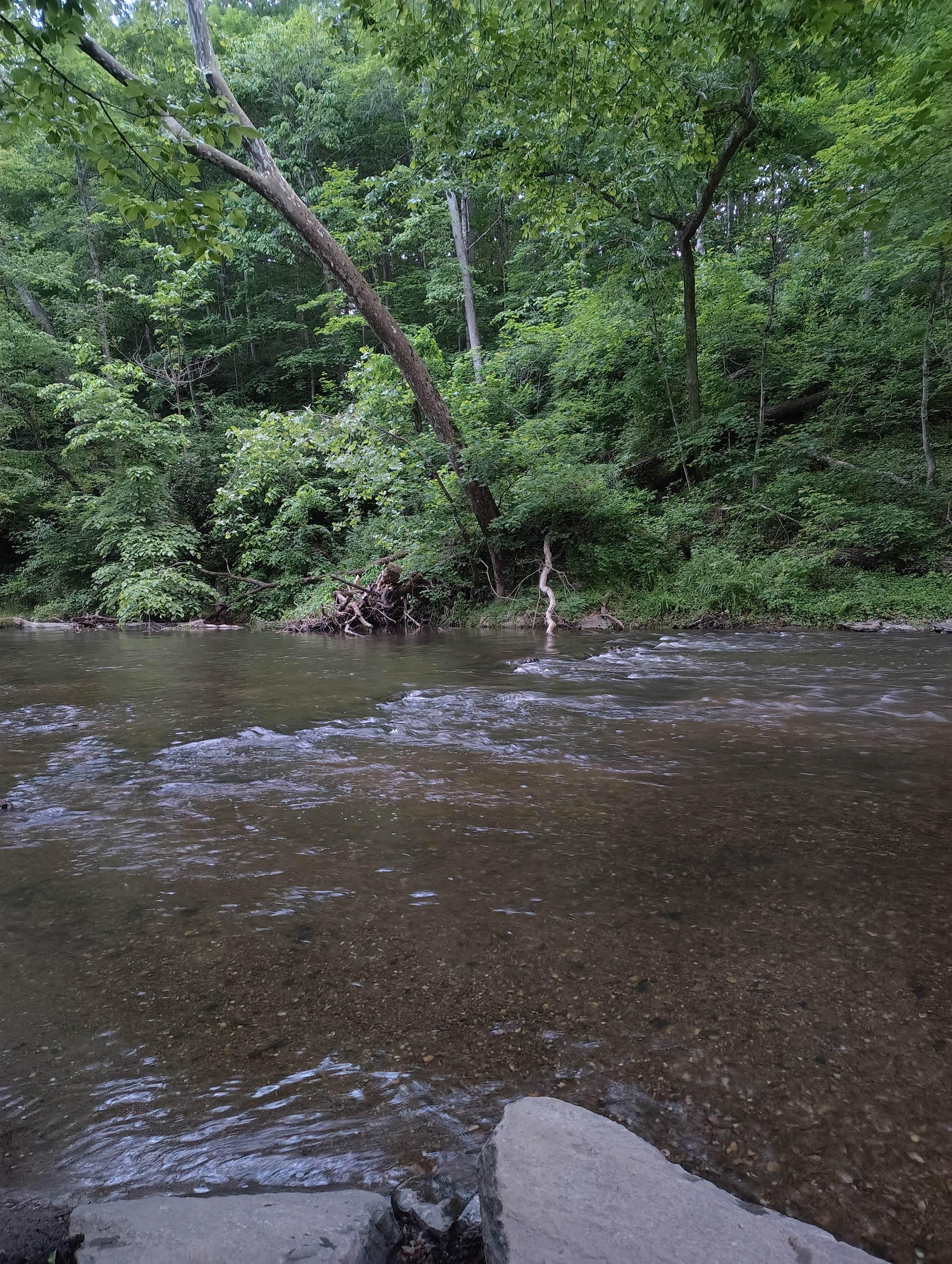 Camper submitted image from Mill Creek Camping Area - 3