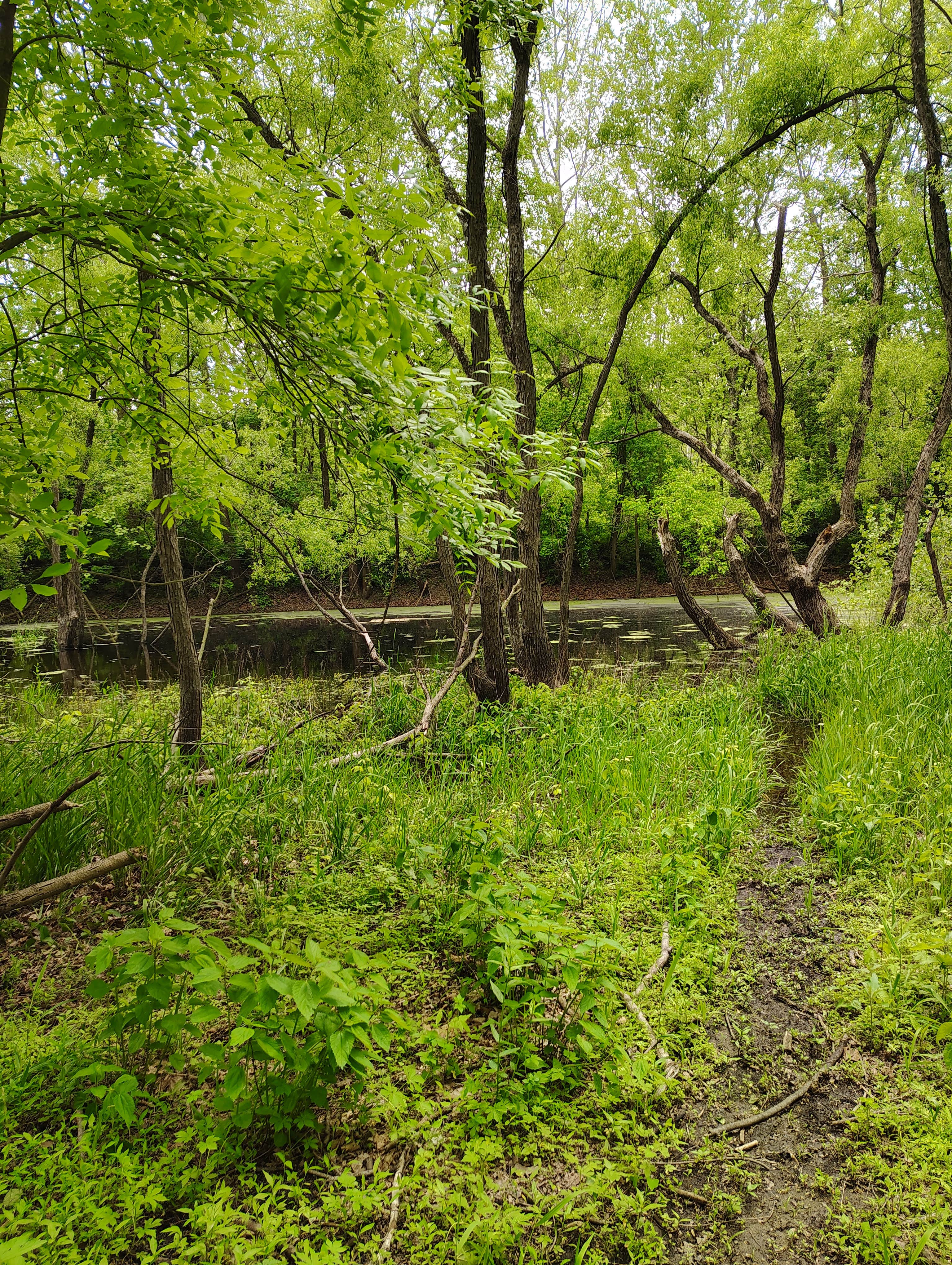 Camper submitted image from Mill Creek Camping Area - 4
