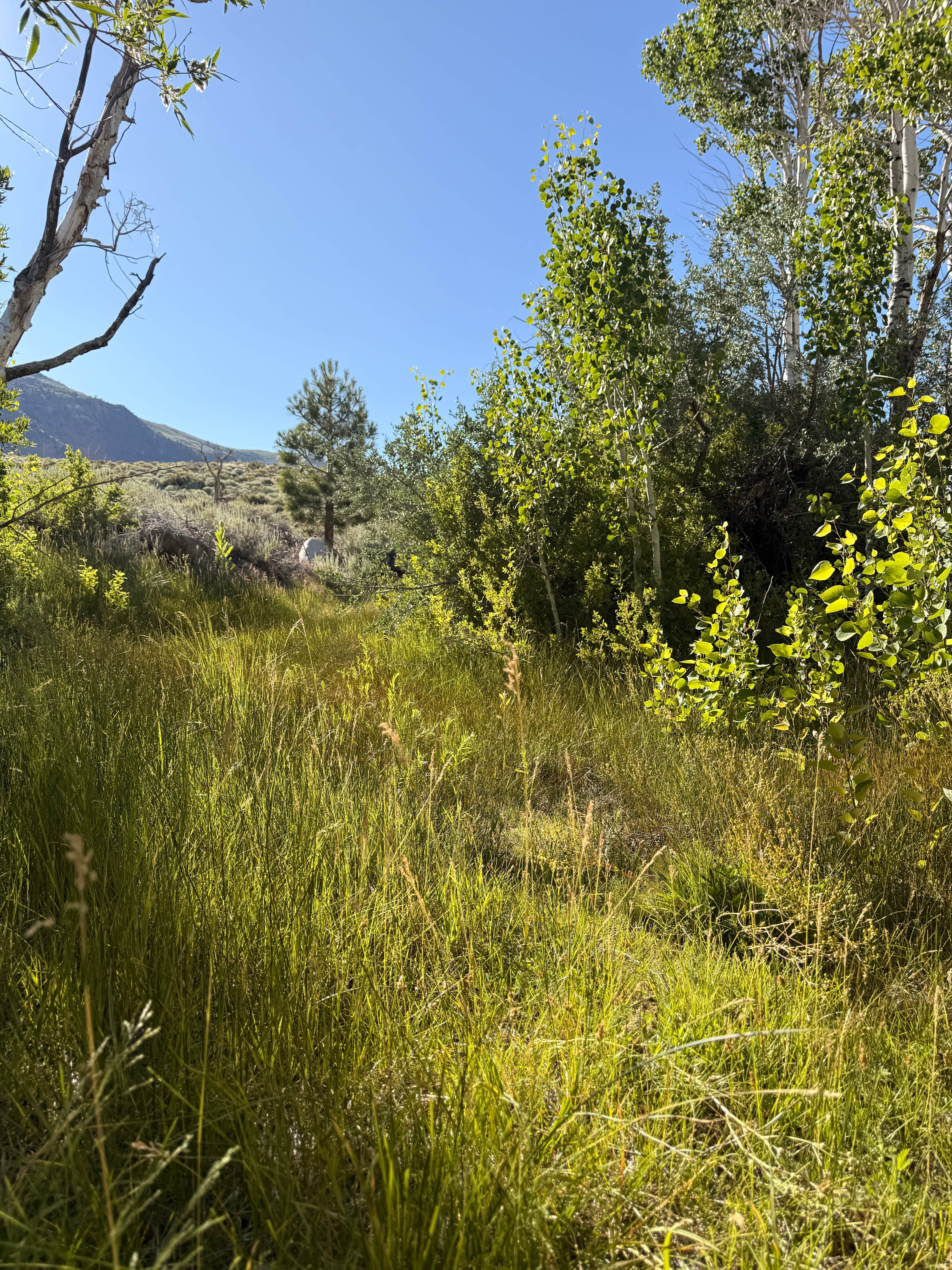 Camper-submitted photo at Mill Creek National Forest near Lee Vining, CA
