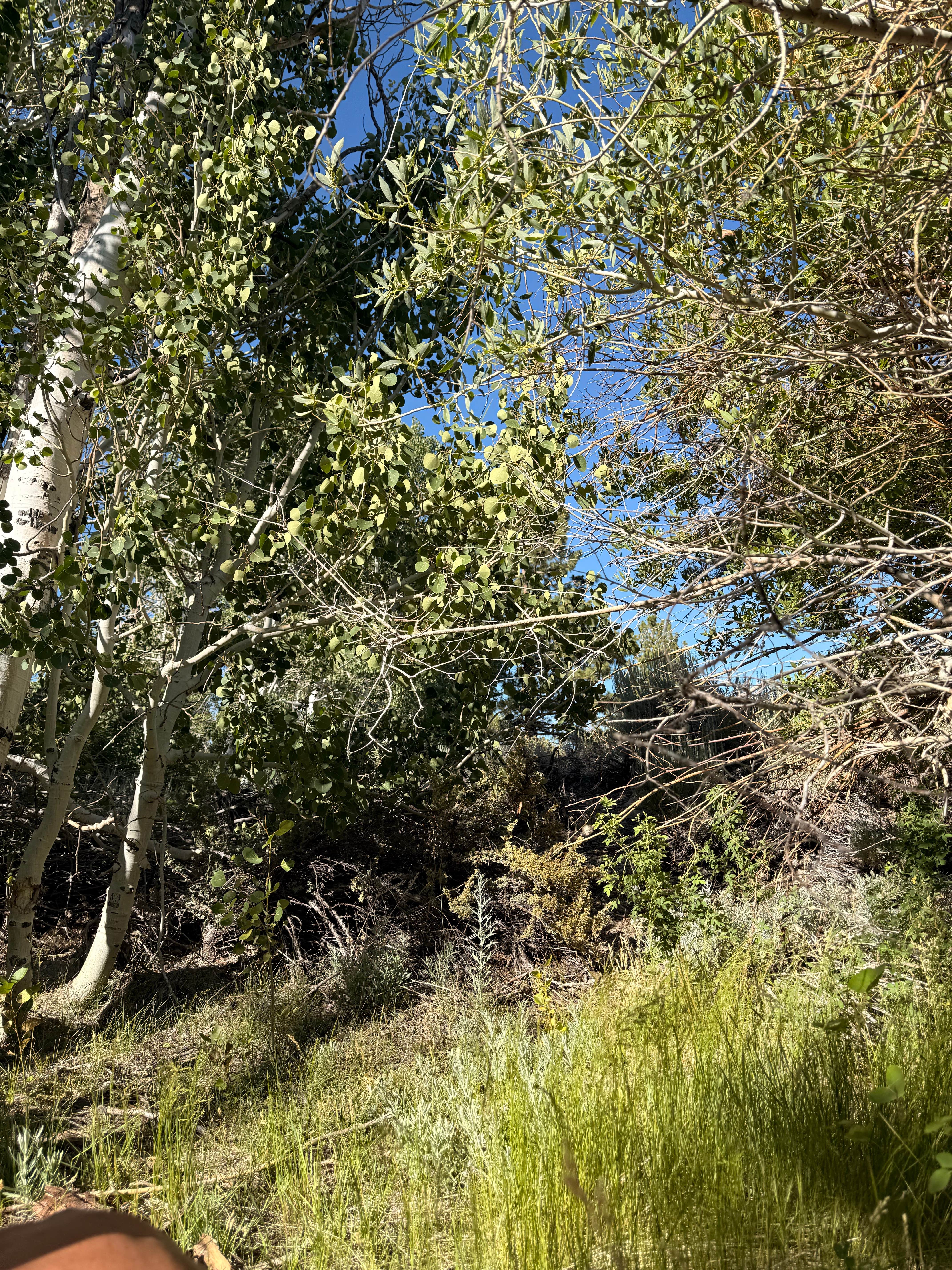 Camper-submitted photo at Mill Creek National Forest near Lee Vining, CA