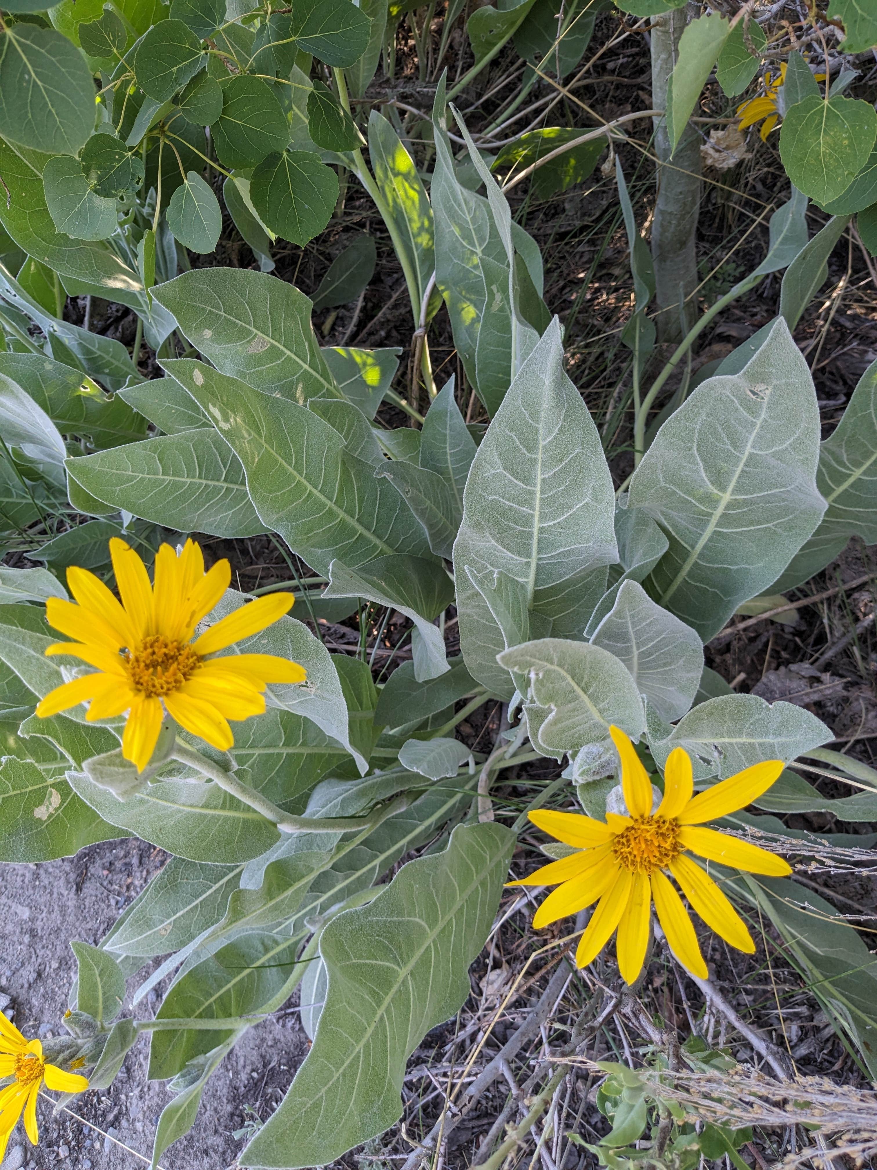 Camper-submitted photo at Mill Creek National Forest near Lee Vining, CA