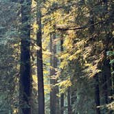 Review photo of Mill Creek Campground — Del Norte Coast Redwoods State Park by Sam S., August 26, 2024