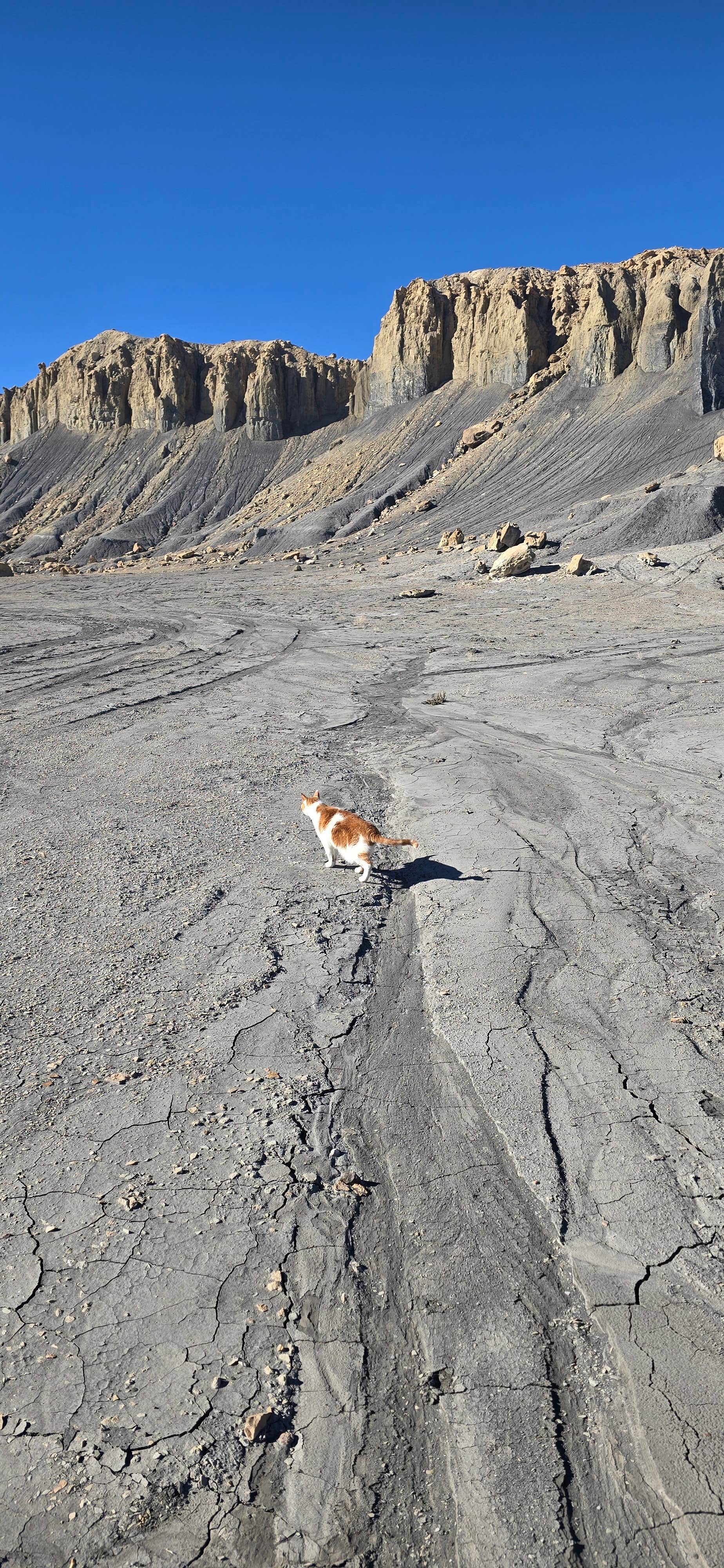 Hisela G.'s photo of camping with pets at Miller Canyon Exit #99 Dispersed near Manti, UT