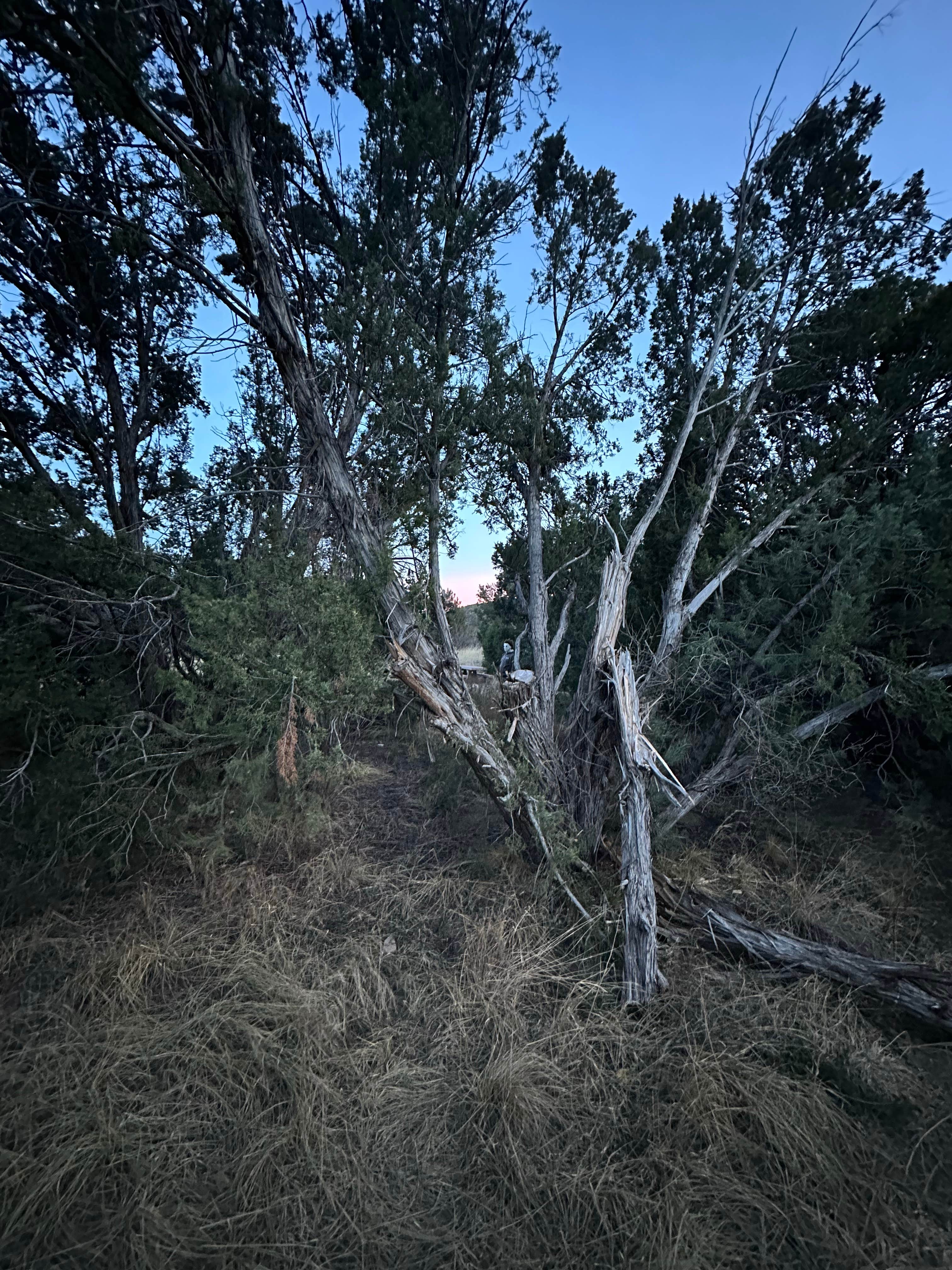 Camper-submitted photo at Mills Canyon Dispersed near Ocate, NM