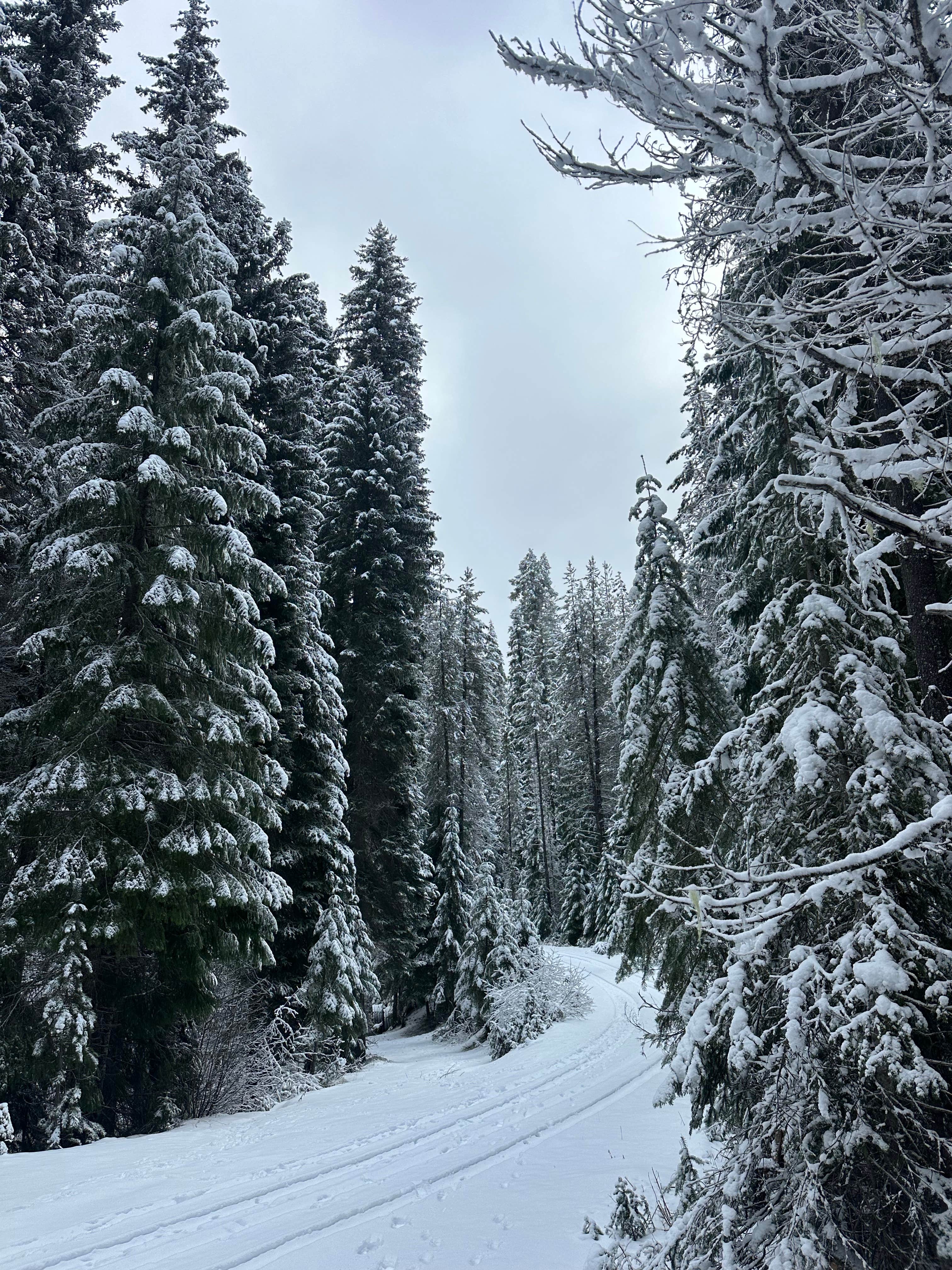 Camper-submitted photo at Millsite Forest Dispersed Camping near Clearwater, OR