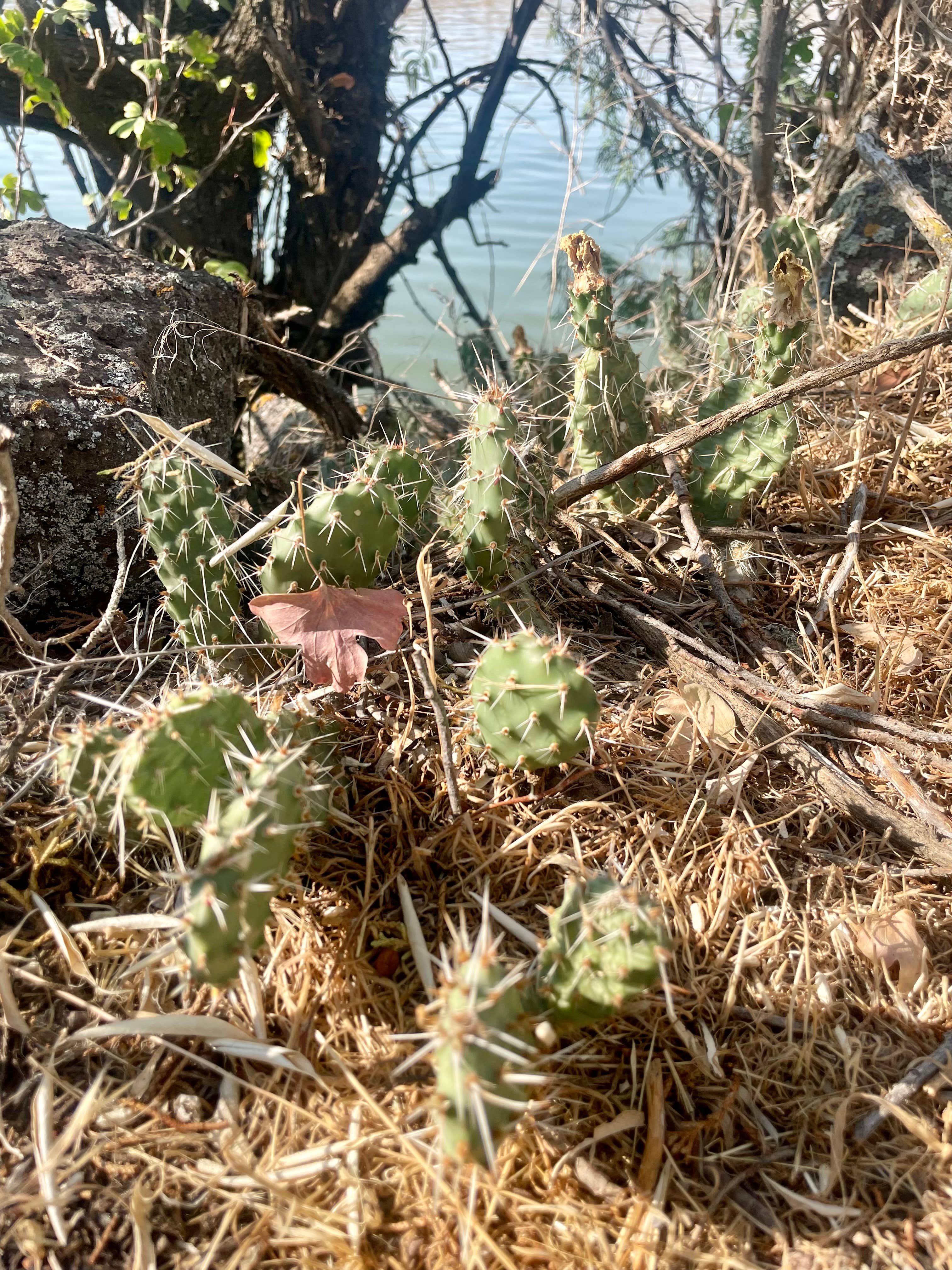 Camper-submitted photo at Milner Historic Recreation Area near Rupert, ID