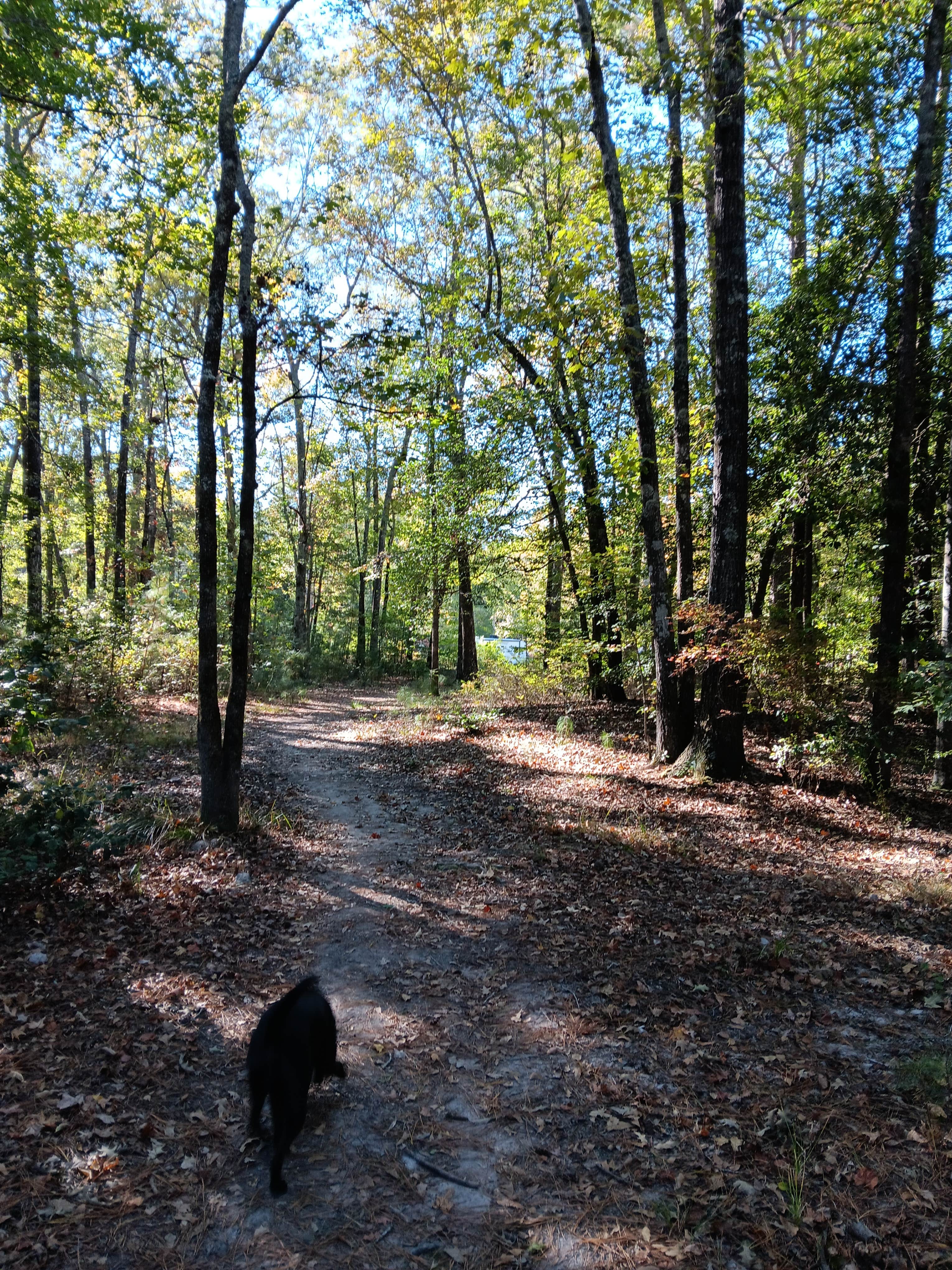 Alice S.'s photo of camping with pets at Miners Camping & Rock Shop near Millwood Lake
